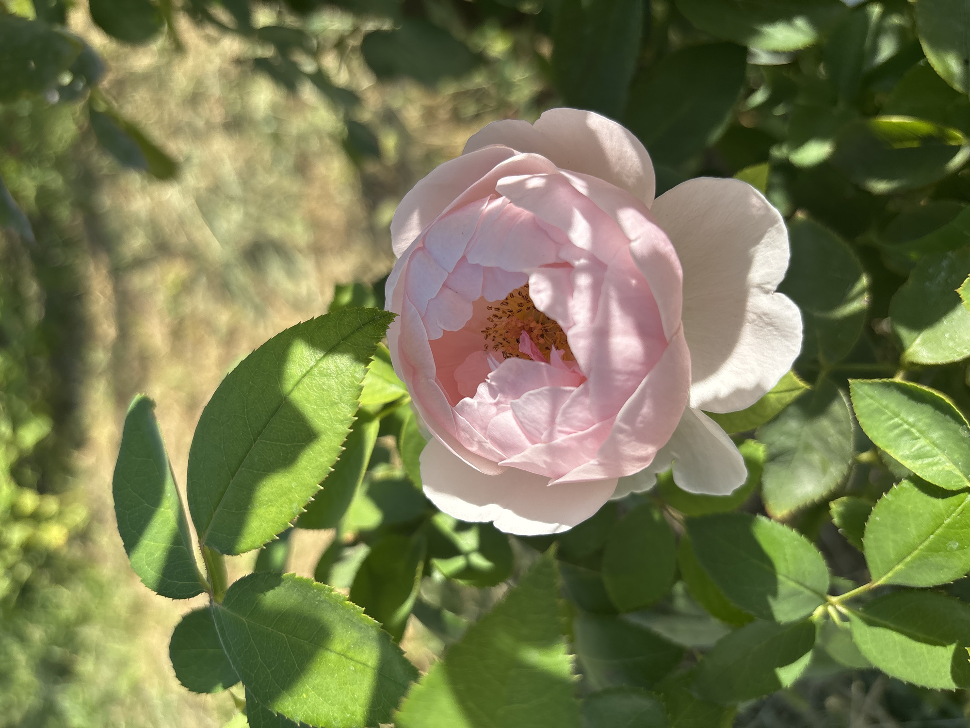 An outdoor, close-up shot features a single, light pink rose in bloom. The rose is positioned slightly right of center in the frame, with its petals unfurling to reveal a yellow center. The flower is surrounded by vibrant green rose leaves, some of which are partially illuminated by sunlight, casting shadows on others. The background is softly blurred, suggesting a garden setting with dappled sunlight and hints of other greenery. There is no indication of the city of Taraz, Kazakhstan, or any people present in the image.