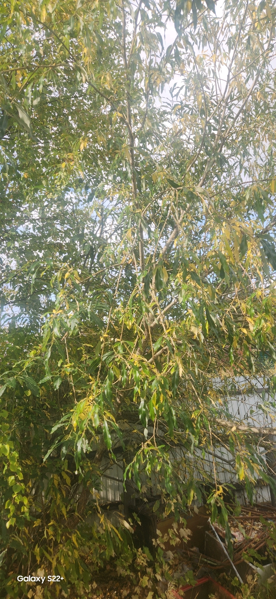 The image shows a deciduous tree with green and yellowing leaves, indicating it is likely autumn. The tree is dense with branches and foliage, obscuring much of the background. Partially visible behind the tree is a corrugated metal fence or structure, and at the bottom of the image, there are some fallen leaves and debris, including what appears to be stacked lumber or metal framing. The sky is visible through the canopy of leaves, suggesting it is daytime. The "Galaxy S22+" watermark in the bottom left corner indicates the image was taken with a Samsung Galaxy S22+ smartphone. The location is stated as Nyurba, Russia, a town in the Sakha Republic known for its diamond mining industry.