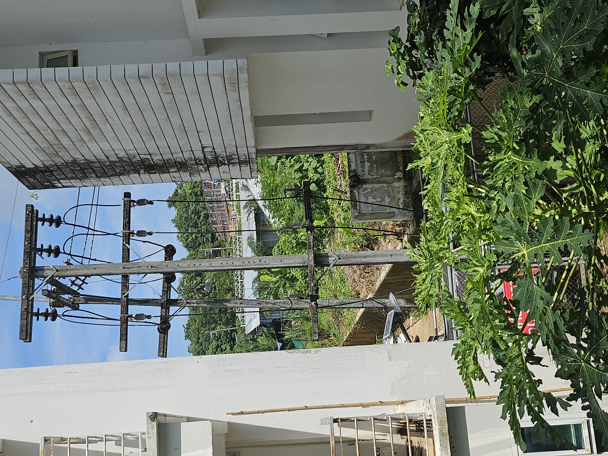 The image depicts an outdoor scene in Kathu, Thailand, characterized by overgrown vegetation and utility infrastructure. In the foreground, large, leafy green plants, possibly papaya trees, dominate the lower portion of the frame. Behind these plants, a wooden utility pole with multiple crossbars and insulators stands prominently, supporting a network of black electrical wires.
To the left of the utility pole, a white building with balconies and railings is partially visible. To the right, another white building features a distinct horizontal-lined facade with streaks of dark grime running down its side. The background reveals a lush green hillside densely covered with trees. Scattered among the trees are several structures, including a building with a metal roof and what appears to be construction scaffolding or supports.
The sky is a clear blue with a few wispy white clouds. The overall impression is one of a tropical environment where nature is encroaching on built structures, with visible signs of both natural growth and human infrastructure. There are no people or animals visible in the image. The scene appears to be a static, daytime view.
