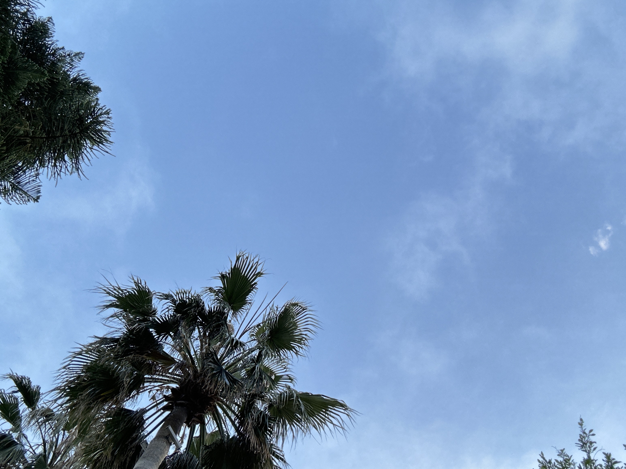 The image shows a view looking up at a sky with scattered clouds. In the lower left and lower right corners of the image, there are trees with dark green foliage. The bottom left also shows a palm tree. The location is unknown, Unknown.