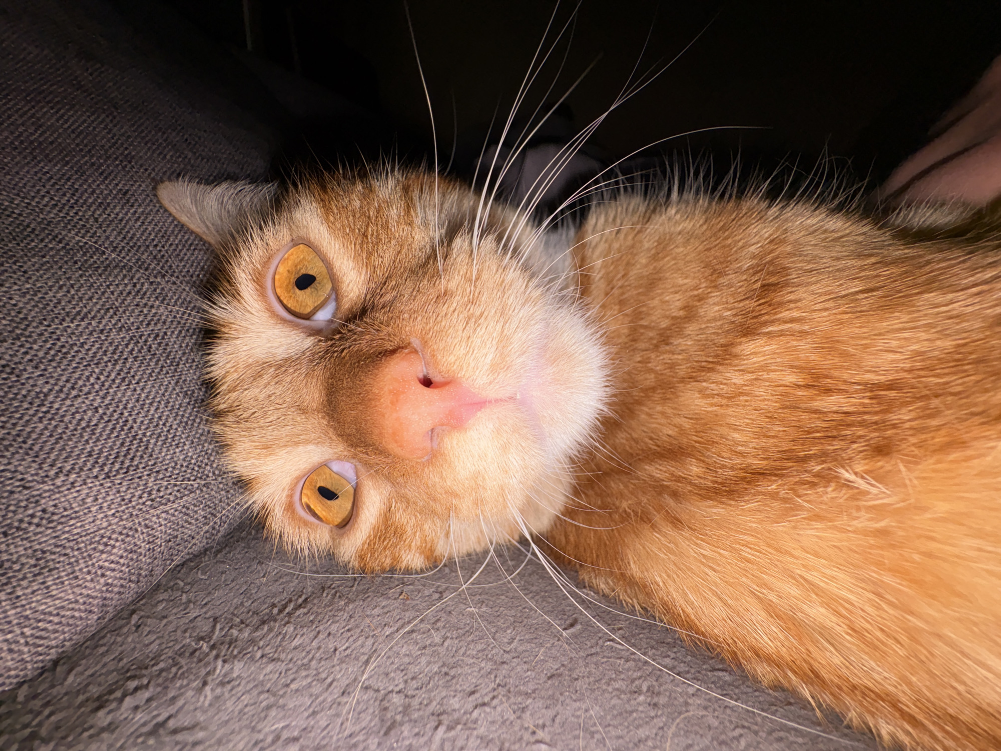 The media file is a close-up, eye-level shot of an orange tabby cat lying on its side on a grey, textured surface, likely a couch or bed. The cat is predominantly orange with darker tabby markings on its head and fur. Its large, amber-colored eyes are open and looking directly at the camera, with dark pupils. The cat's pink nose and mouth are visible, along with long, white whiskers fanning out from its muzzle. The lighting is dim, with the background being mostly black, suggesting an indoor setting possibly at night or in a dark room. The cat appears relaxed and comfortable, with its head tilted slightly. There is a hint of a person's hand visible in the upper right corner of the frame, partially out of focus. No text is visible in the image. The scene evokes a sense of intimacy and quiet companionship.