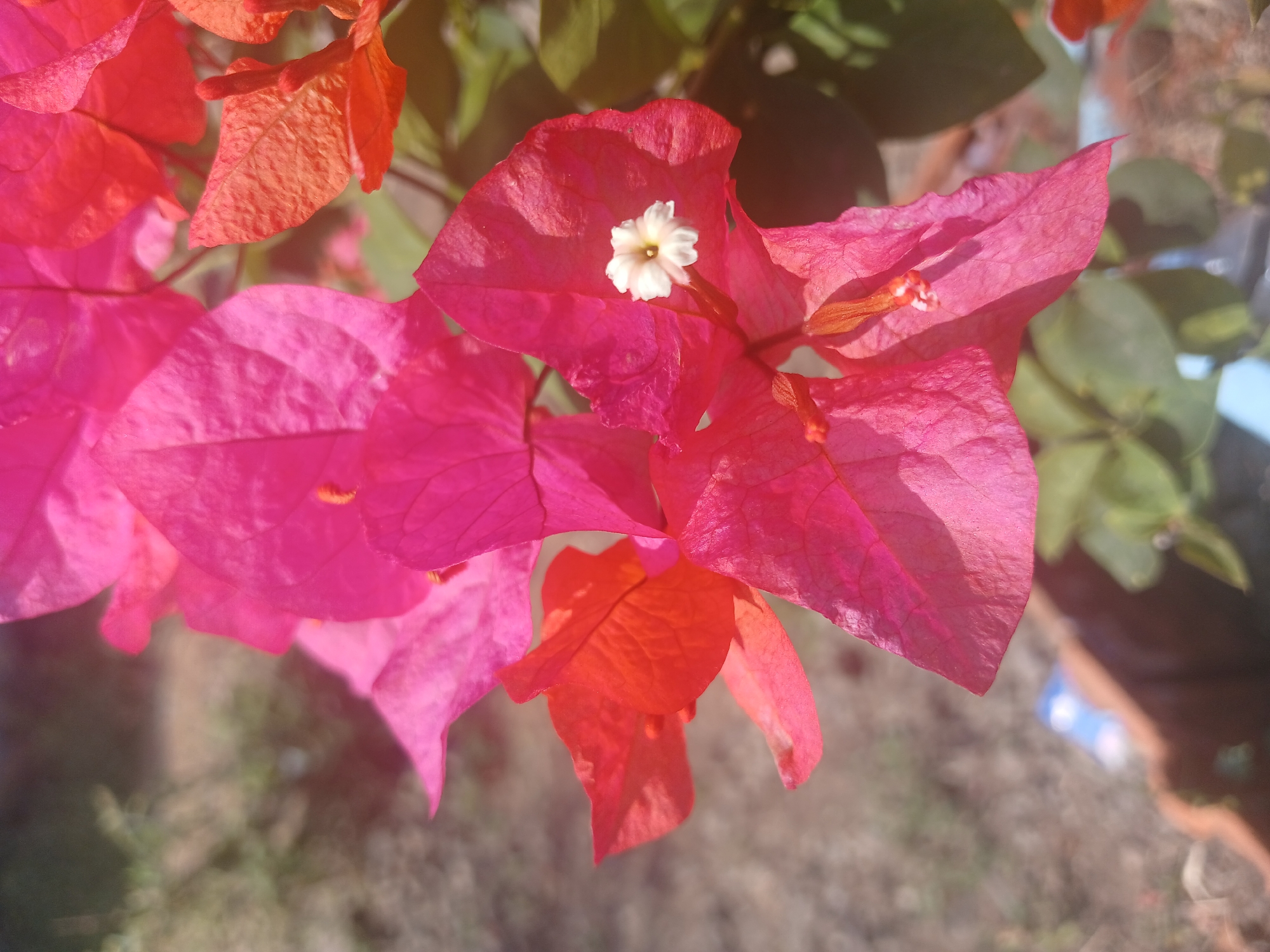 The image displays a close-up view of vibrant pink and orange bougainvillea flowers. A small white flower is visible in the center of one of the pink petals. The background is blurred, showing hints of green foliage and a brown terracotta pot, suggesting an outdoor setting. The lighting indicates it's daytime, with sunlight casting shadows on the petals. There are no people or animals present in the image. The image was taken in Banyuwangi, Indonesia.