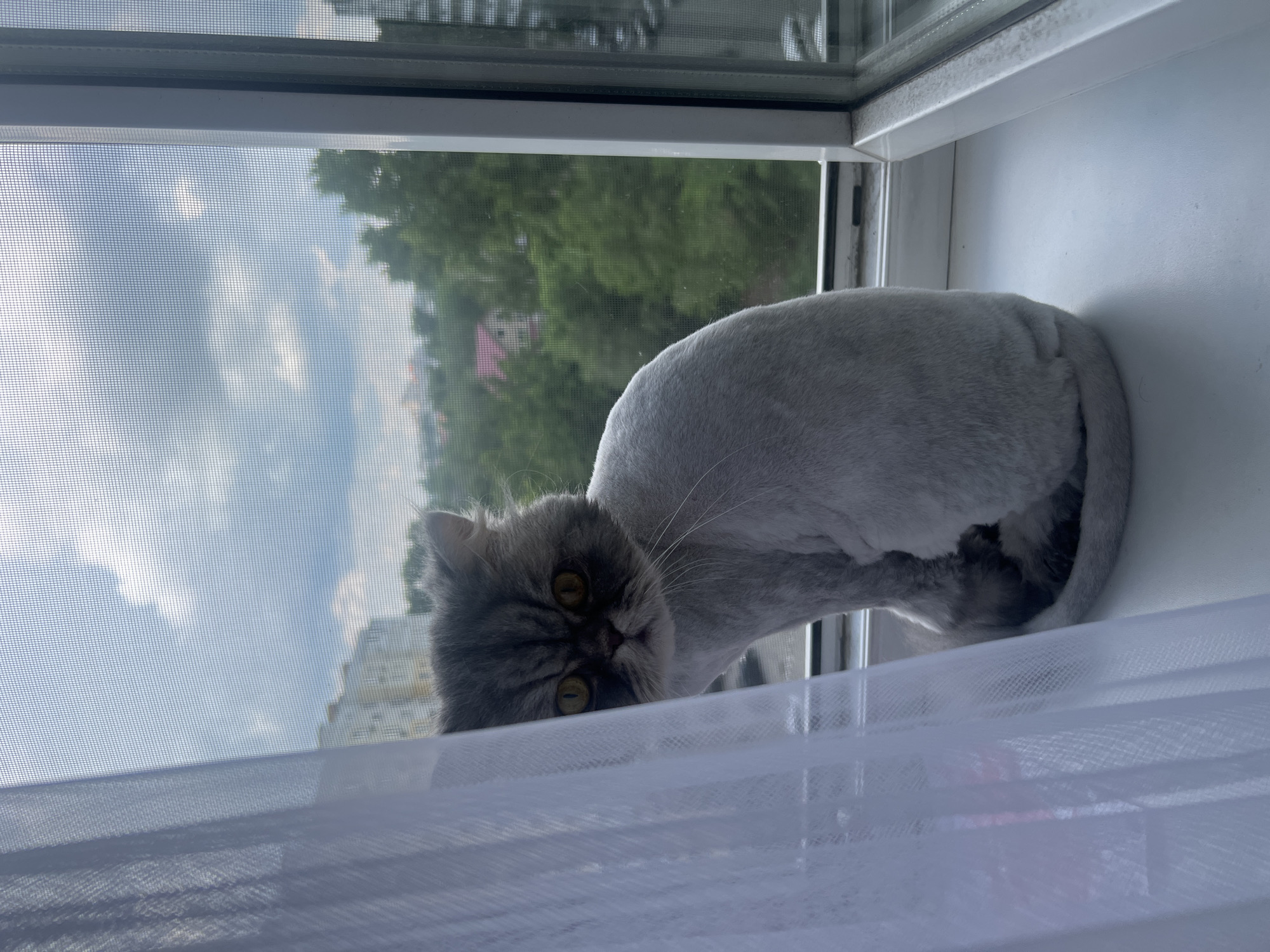 A grey Persian cat with a freshly shaved body sits on a white windowsill. The cat faces left, with its head turned to look towards the camera. Its eyes are yellow and its expression is serious. A sheer white curtain is positioned to the left of the cat, partially obscuring its body. The windowsill is set against a window that looks out onto a city scene. In the distance, there are apartment buildings and green trees. The sky above is cloudy. This scene is consistent with a residential apartment in the city of Khabarovsk, Russia, given the architectural style of the buildings and the presence of a balcony or window view typical of urban environments in the region.