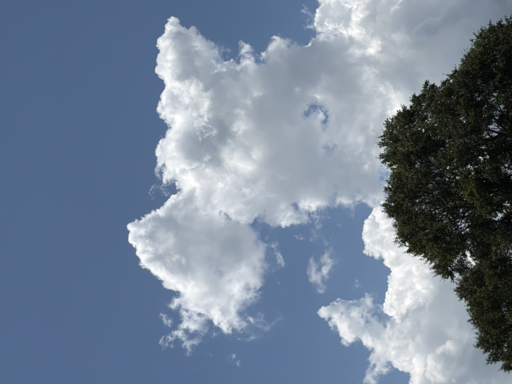 The image depicts a clear blue sky filled with voluminous white cumulus clouds, with the upper branches of a large, dark green tree occupying the lower third of the frame. The foliage of the tree is dense and suggests a warm climate. The scene appears to be outdoors, with no man-made structures or individuals visible. The lighting indicates daytime.