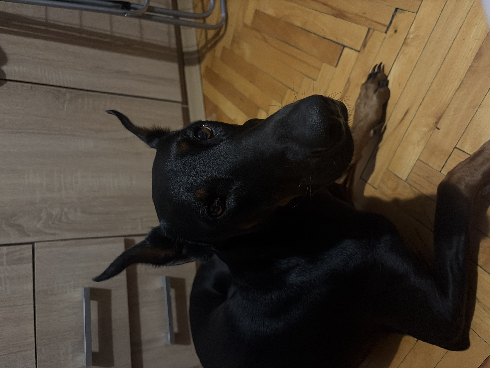 A black Doberman Pinscher is lying on a wooden floor in front of a wooden cabinet. The dog's head is turned towards the camera, and its eyes are looking forward. The dog's ears are pointed upwards. The cabinet has two drawers with silver handles. The floor is made of light brown wooden planks arranged in a herringbone pattern. The lighting in the room is dim, casting shadows on the floor. The image appears to be taken indoors, likely in a residential setting. There is no indication of the specific location in Sofia, Bulgaria, or any other contextual information.