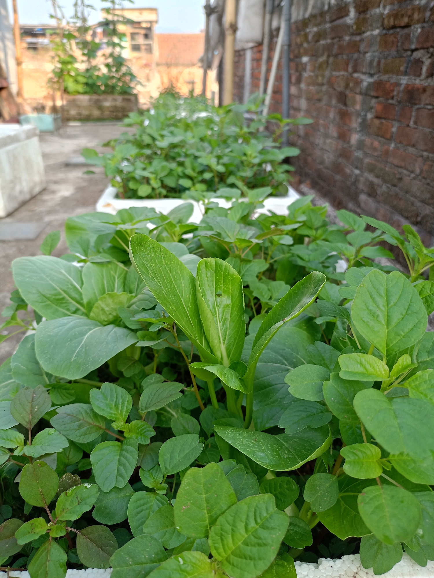 In a rooftop garden in Batu, Indonesia, rows of lush green vegetables are meticulously cultivated in white planters. The foreground is dominated by a close-up view of a planter overflowing with a variety of leafy greens. Among them, the distinct broad, spoon-shaped leaves of bok choy are visible, interspersed with smaller, heart-shaped leaves of what appears to be spinach or amaranth. The leaves exhibit a vibrant green hue, with some showing slight water droplets, suggesting recent watering. The plants are densely packed, creating a verdant carpet.
Behind the foreground planter, another planter of similar design continues the theme of a well-tended garden, with more rows of green vegetables stretching into the background. The garden is bordered by a weathered red brick wall on the right, its texture hinting at age and exposure to the elements. In the distance, blurred by depth of field, is a building with a tiled roof, and the sky above is a pale, overcast blue. The overall impression is one of urban agriculture, a green oasis thriving amidst a city environment. No people are present in the scene.