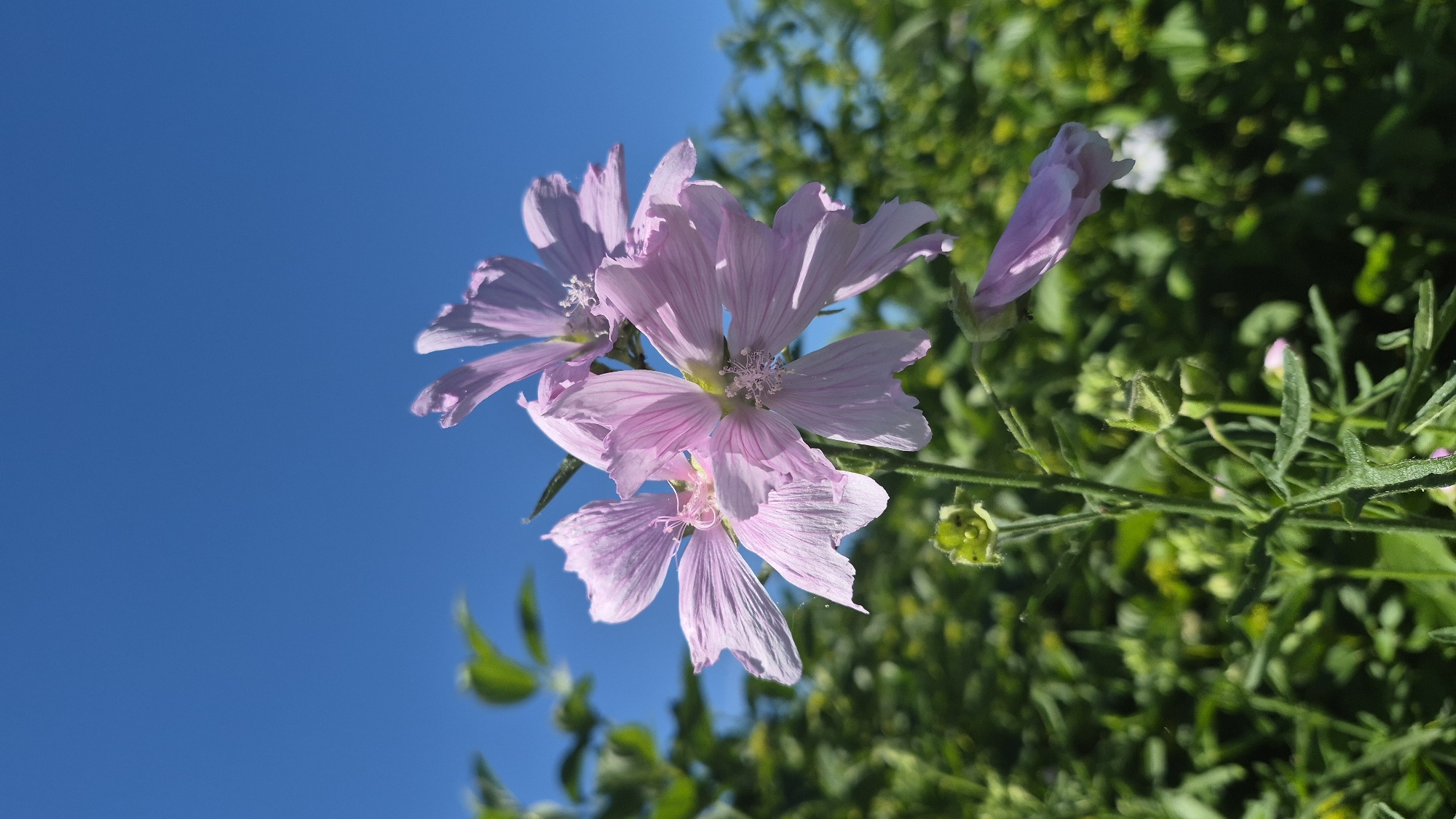 This is a close-up, low-angle shot of pale pink wildflowers with delicate, crinkled petals, set against a bright blue sky. The flowers are clustered together on a green stem, with other greenery and some smaller buds visible in the background. The lighting suggests it is daytime, likely sunny, as the flowers are well-lit and casting shadows. The image evokes a sense of nature and a clear, pleasant day. There is no visible text. The location context provided is Līvāni, Latvia.