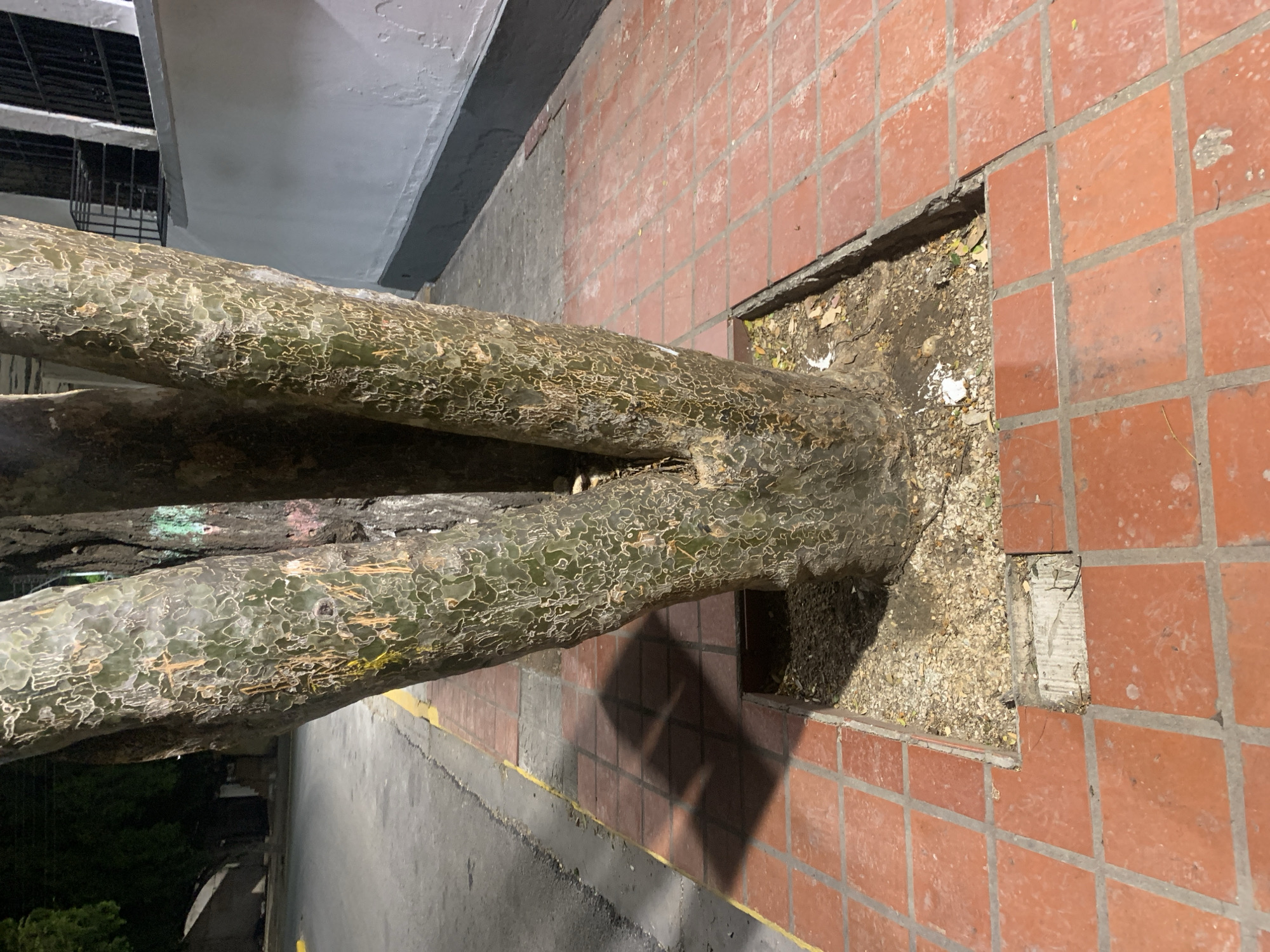 The image, when viewed upright, displays a large tree trunk rising from a tiled ground surface in an urban or semi-urban setting, likely at night or under low light conditions in Santa Ana, Venezuela.
The prominent subject is a robust tree trunk with a distinctive, mottled greenish-grey bark. This bark is intricately patterned with white or pale yellow, labyrinth-like designs that cover its surface. Near the base, the trunk appears to split into several substantial branches. Faint streaks of green, pink, and yellow color are visible on some of these lower branches.
The tree is rooted in a red-tiled sidewalk, which features square terracotta-colored tiles with grey grout lines. Around the base of the tree, a section of these tiles is missing, revealing an exposed area of dark soil, small stones, and scattered dry leaves or debris where the tree grows. Beyond the tiled area, a darker grey asphalt or concrete surface, marked with a thin yellow line, suggests a street or pathway runs alongside.
Above and to the left of the tree, a light grey concrete wall or beam of a building is visible, indicating an adjacent structure. In the upper background, partially obscured, is a dark, grid-like structure, possibly a window or a part of the building's facade.
The scene is lit by an unseen artificial light source, casting strong, dark, somewhat geometric shadows of the tree onto the tiled ground, reinforcing the impression of low-light conditions. No people or discernible text are present in the image.