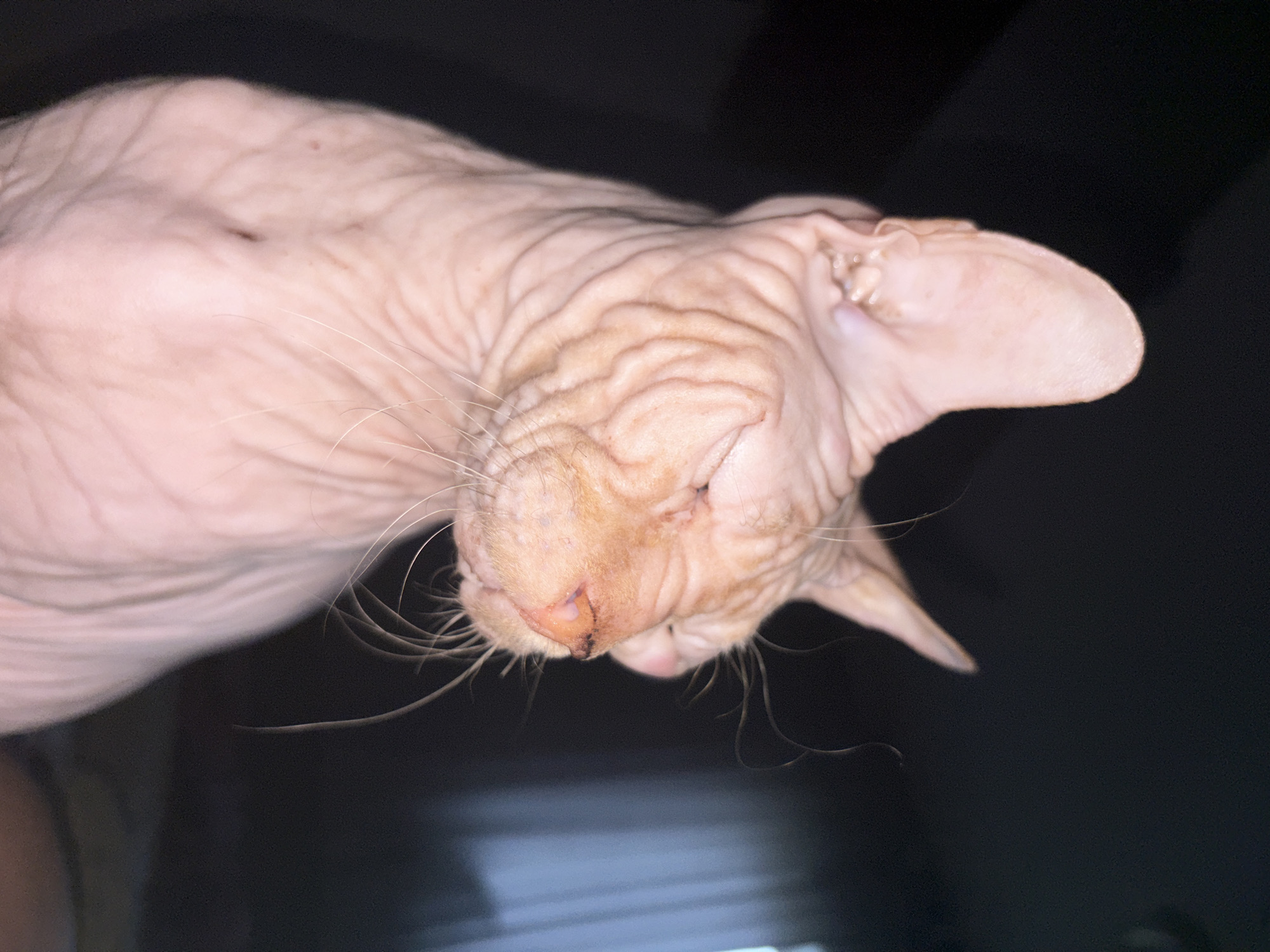 The image shows a close-up, low-angle, portrait shot of a light-pinkish, wrinkled Sphynx cat. The cat's eyes are closed, and its head is tilted slightly to its left. The background is dark and out of focus, with a hint of vertical lines on the right side, possibly indicating a window blind or curtain. The cat's whiskers are visible and are wispy and light-colored. The lighting appears to be dim, with a spotlight effect highlighting the cat's face. There is no visible indication of the location in Марковский, Russia.