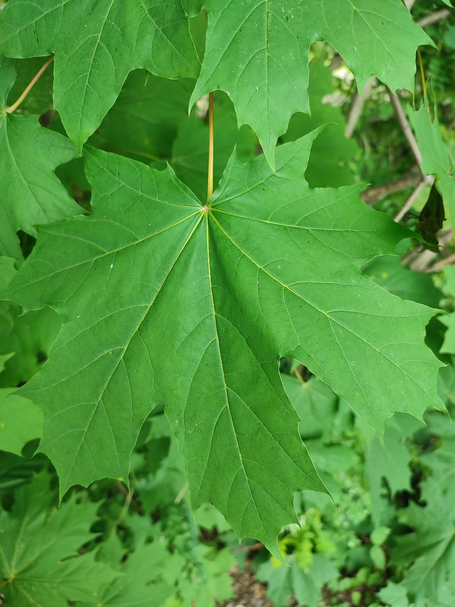 A close-up, eye-level shot focuses on a vibrant green maple leaf, its surface showcasing a network of prominent veins. The leaf is positioned centrally in the frame and is surrounded by other unfocused green leaves and branches, suggesting an outdoor, natural setting. The background is a blur of greens and browns, indicating foliage and possibly a forest floor. No people or specific city landmarks are visible.