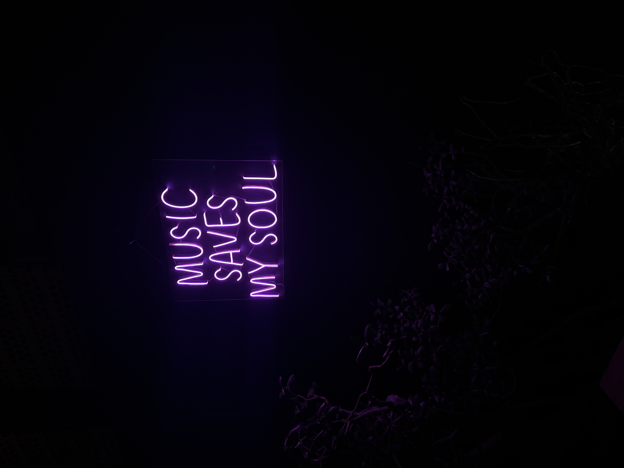 A neon sign, emitting bright purple light, displays the text "MUSIC SAVES MY SOUL" across three lines. The sign is mounted on a transparent panel, suspended by thin wires from an unseen support against a dark wall. This glowing sign serves as the primary light source for the scene. In the lower left and central-bottom portions of the frame, dark foliage and branches are visible, subtly illuminated by the sign's purple glow. The overall environment is dark, suggesting a nighttime or dimly lit indoor setting. No individuals or discernable actions are present. This scene is located in San Andrés Cholula, Mexico.