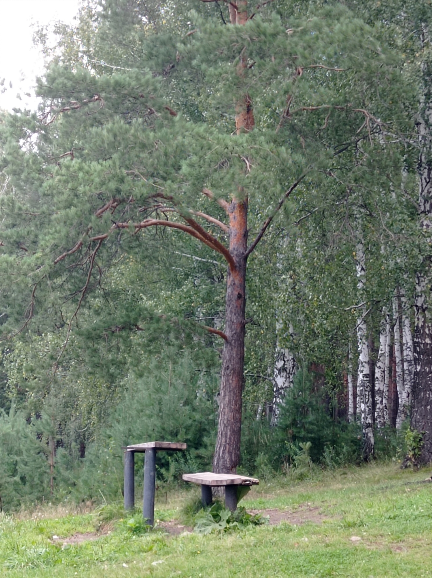 The image depicts a clearing in a forested area, likely a park or natural reserve, in Degtyarsk, Russia. A large pine tree with distinctive reddish-brown bark dominates the foreground, its branches extending outwards. To the left and right of the pine tree, two simple wooden picnic tables with benches are situated on the grass. The tables appear weathered, with dark legs supporting light-colored wooden tops. Behind the pine tree, a dense forest of birch trees with characteristic white and black bark can be seen, interspersed with evergreen trees. The ground is covered in green grass and some patches of dirt, suggesting a well-trodden path. The overall atmosphere is one of a quiet, natural setting, possibly a recreational area for visitors.