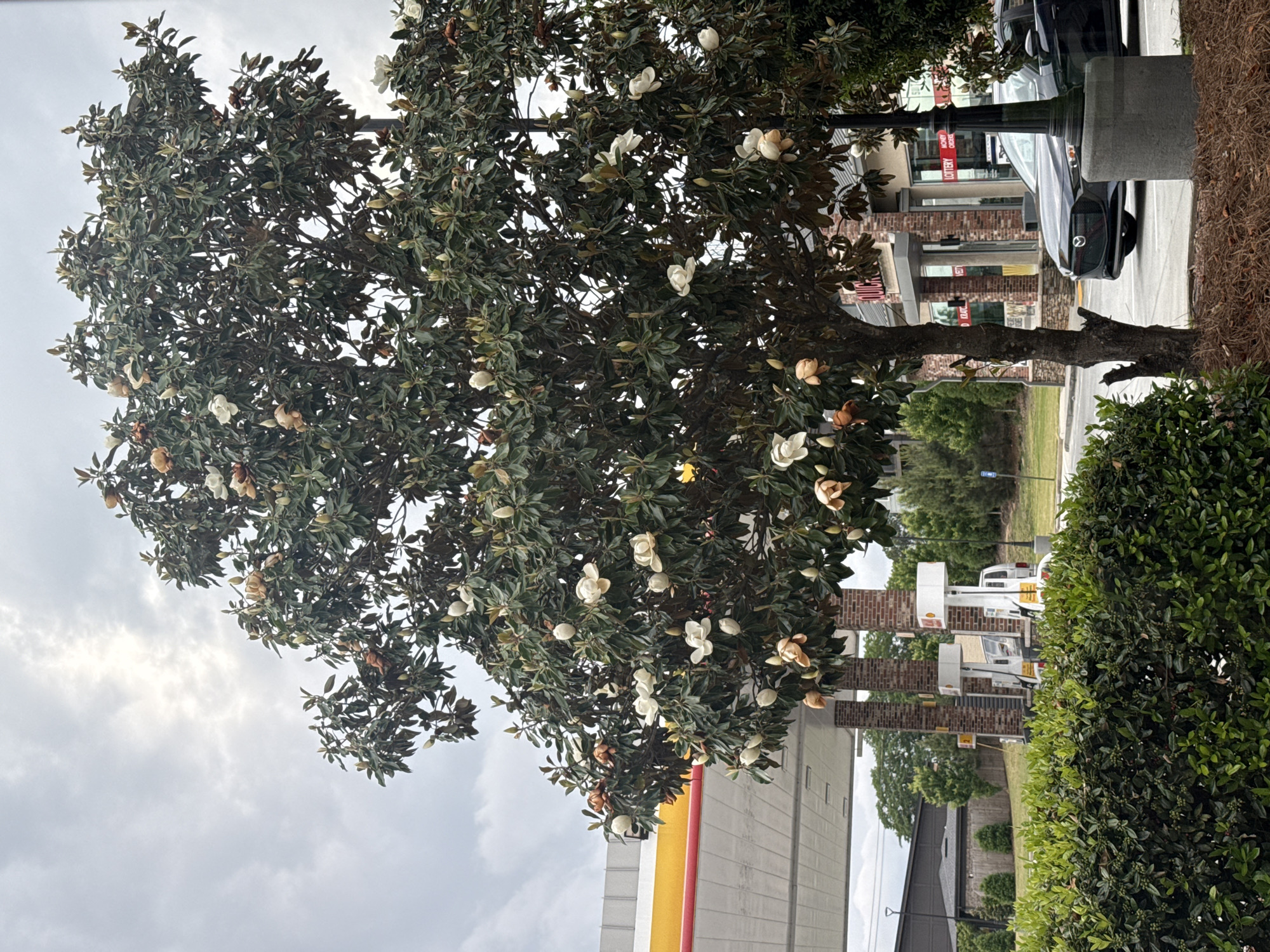 The image captures a blooming magnolia tree, identified by its large, waxy white flowers and glossy green leaves. The tree is located near what appears to be a gas station, given the red and yellow color scheme associated with a Shell station and the presence of gas pumps in the background. A brick building can be observed behind the tree. A car is visible near the building, potentially parked at the gas station. The scene is likely in the city of Stone Mountain, United States, based on the prompt. The sky is overcast, indicating cloudy weather conditions. There are no people explicitly visible in the image. Green shrubs are visible to the right of the tree.