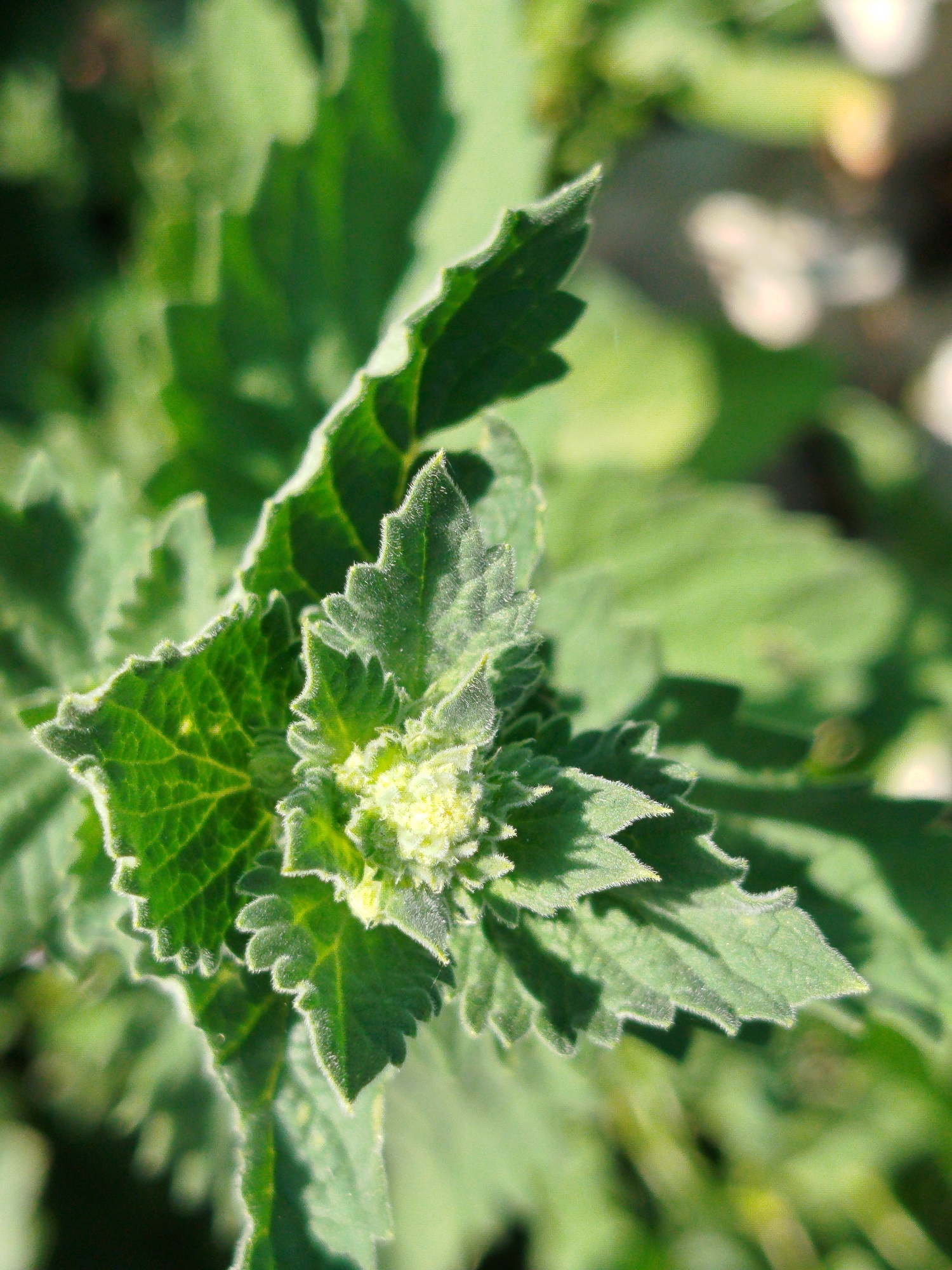 The image is a close-up shot of a plant with serrated green leaves. The leaves have a slightly fuzzy texture along the edges and veins. The center of the plant shows a cluster of small, pale green buds. The background is out of focus, consisting of blurred green foliage and some lighter, indistinct shapes. There are no people or man-made objects visible in the image, nor is there any indication of a specific location within the city administration of Qarağandı, Kazakhstan. The scene appears to be outdoors in natural light.