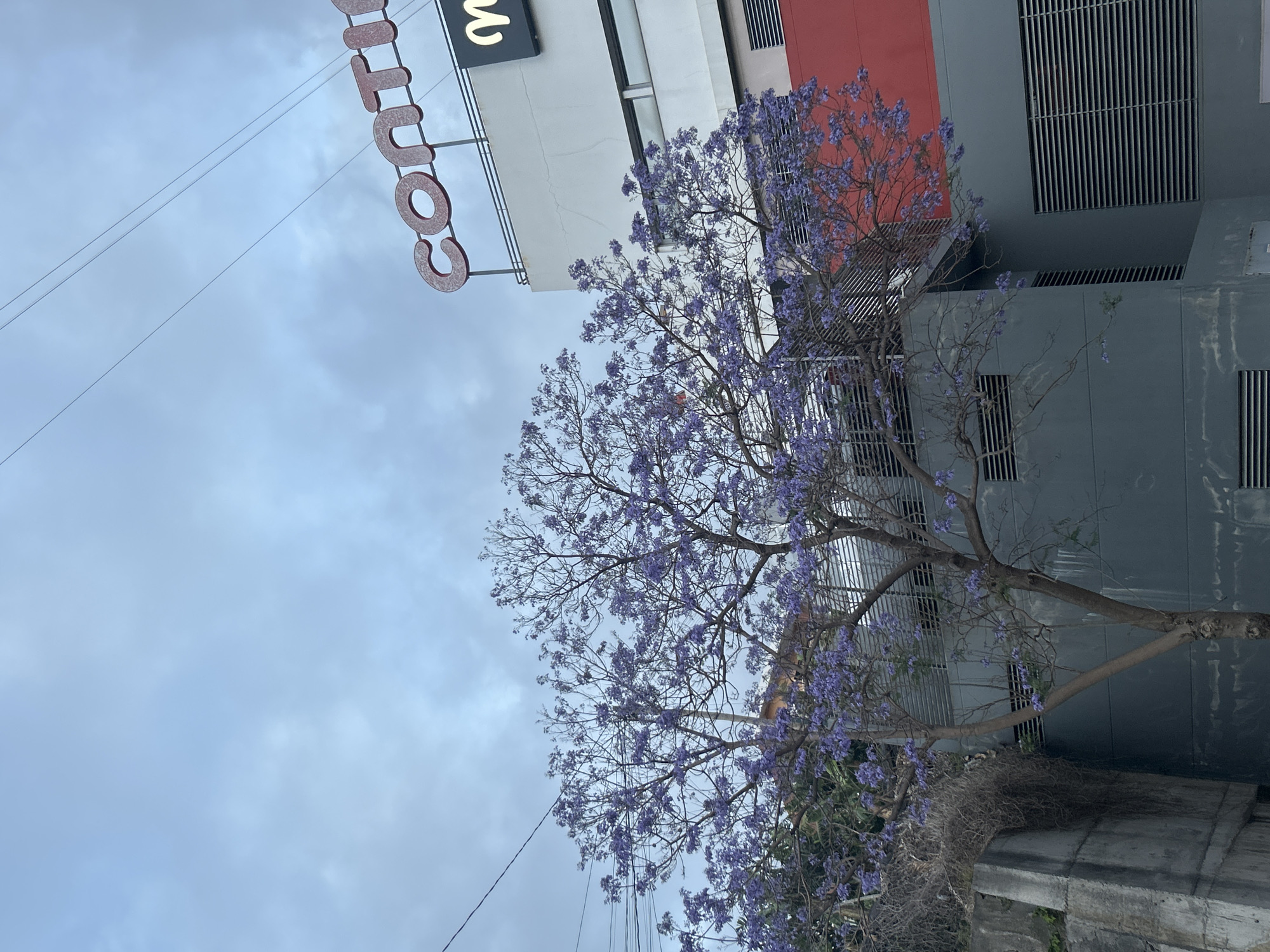 A medium-shot, angled photograph captures a cityscape with a blooming tree. The image is tilted, with the lower part of the frame showing a concrete barrier or low wall. From this emerges a tree adorned with clusters of purple flowers, suggesting a species like Jacaranda.
Behind the tree, the urban backdrop consists of a building with architectural features like ventilation grates, sections of what appear to be windows, and a portion painted in a red hue. At the top left, a sign with the word "Contine" in large, individual red letters can be seen. Above the building and sign, the sky is overcast, with shades of gray.
The scene does not obviously depict Câmara de Lobos, Portugal.