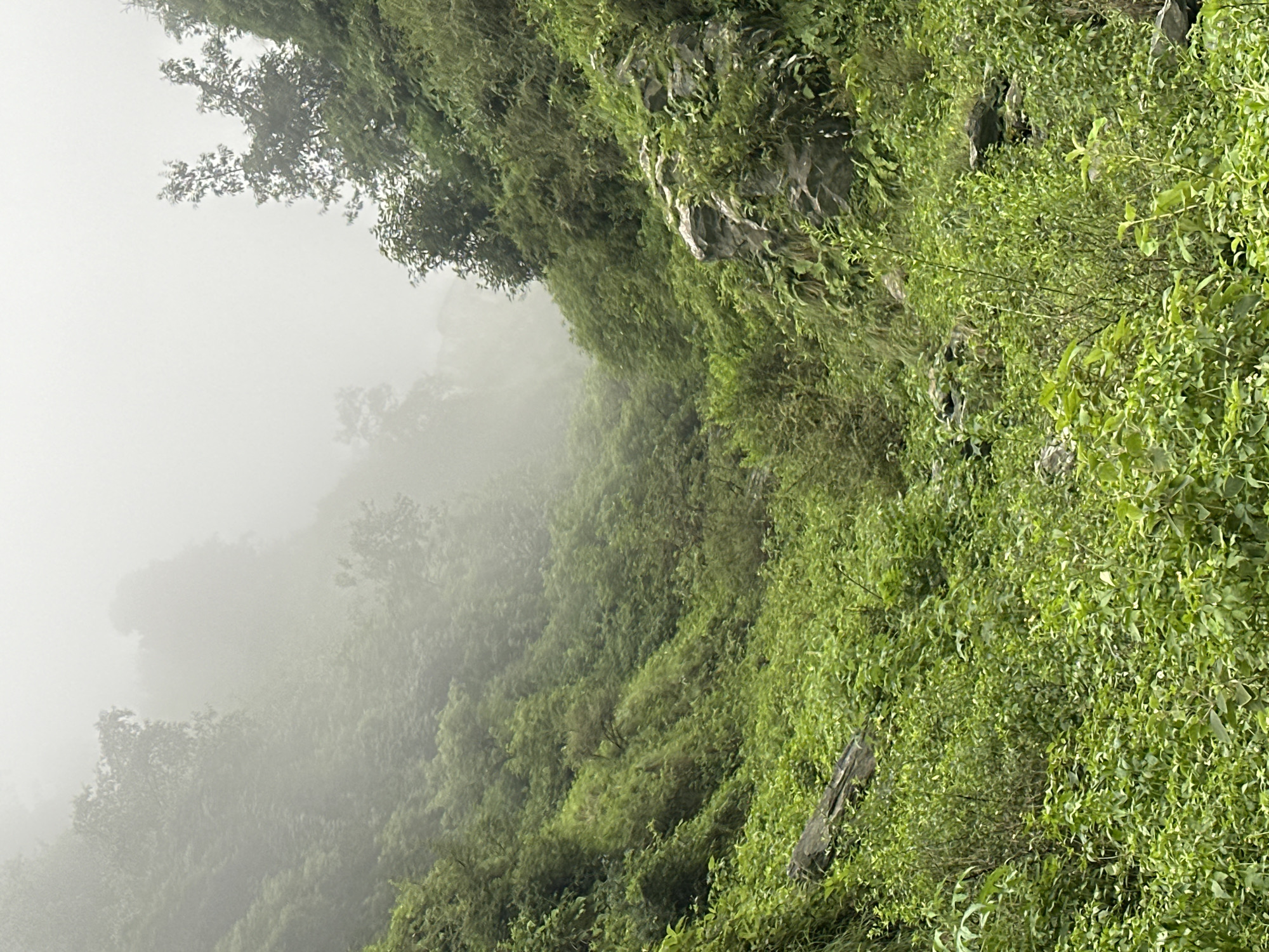 The image depicts a dense, green, and misty landscape. It appears to be a hillside covered in thick vegetation, including trees and smaller plants. Rocks are visible amidst the foliage on the right side of the frame. The background is obscured by fog, creating a serene and somewhat mysterious atmosphere. The lighting is soft and diffused due to the mist. There are no people or man-made structures evident in the image, suggesting a natural and possibly remote setting. Given the prompt, this scene could be located on one of the many lush, fog-prone hillsides surrounding Bhagsu, India, known for its natural beauty and monsoon season mist.