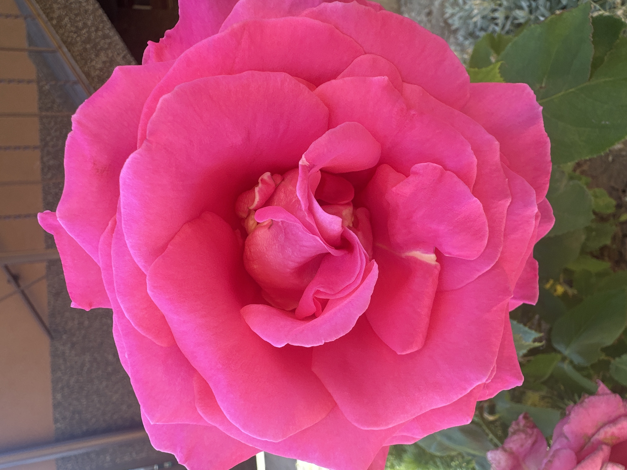 A close-up, high-angle shot captures a vibrant pink rose in full bloom. The rose's numerous petals are densely packed, creating a swirling, layered effect towards the center. The petals are a bright, saturated pink with subtle variations in tone and texture. In the background, out-of-focus elements suggest an outdoor environment. To the upper left, a portion of a building's exterior wall is visible, featuring a textured surface in shades of gray and brown, with horizontal elements that could be part of a railing or ledge. Below this, out-of-focus green leaves and stems indicate foliage. To the lower left and right, more green leaves are visible, some appearing darker and others lighter due to lighting. The overall impression is of a close-up botanical study of a single, striking flower. The location is identified as Strășeni, Moldova.