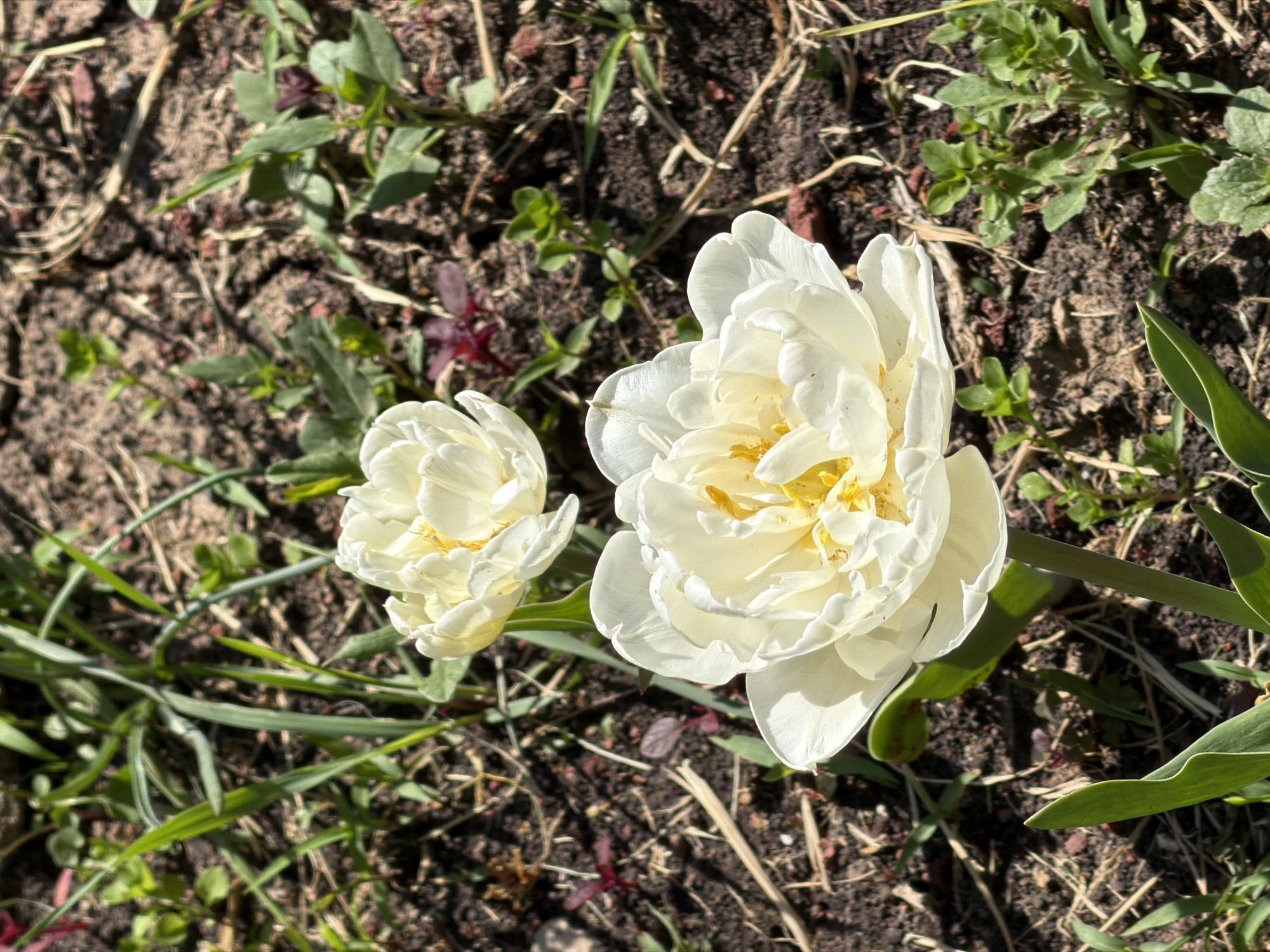 The image presents a close-up view of two blooming white flowers, likely tulips, growing in a garden bed. The larger flower is fully open, displaying numerous layered petals with a hint of yellow in the center. The smaller flower is partially open. The surrounding soil is dark and interspersed with various small green plants and dried grasses. The location is not specified. No people or actions are visible.
