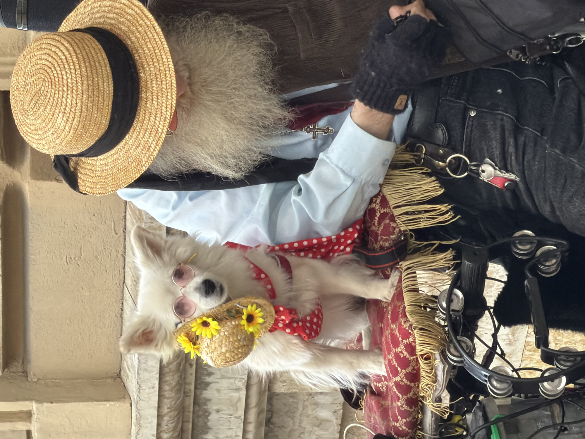 In Saint Petersburg, Russia, a fluffy white dog wearing pink sunglasses and a miniature straw hat adorned with sunflowers sits on a red velvet cushion with gold fringe. The dog also sports a red and white polka dot scarf. Beside the dog, a man with a long white beard and a straw hat with a black band is partially visible. He is wearing a light blue shirt, a dark vest, and dark jeans. A dark glove covers his left hand, and a cross pendant hangs from his neck. Keys are attached to his belt loop. The scene appears to be outdoors, with a light-colored building facade in the background.