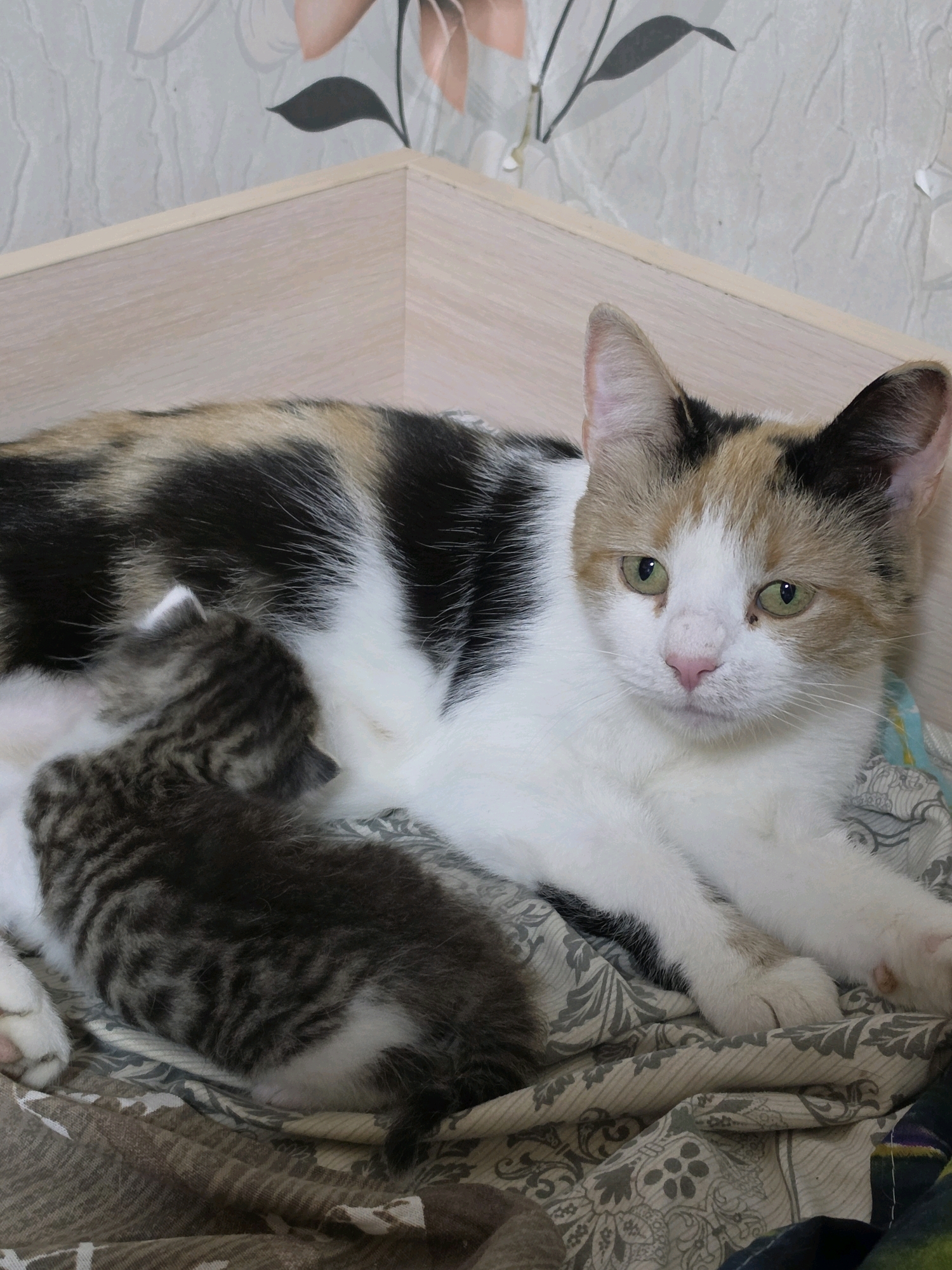 A calico mother cat, with white, black, orange, and brown patches, rests on a patterned fabric surface, likely a bed or sofa. Her green eyes are open and she appears to be looking slightly to her left. A tiny, grey tabby kitten is nestled against her, its head tucked into her fur. The kitten's body is mostly hidden from view, but its striped fur and a small paw are visible. The background shows a wall with floral wallpaper and the corner of a wooden shelf. The lighting suggests an indoor environment, possibly in a home. The overall scene conveys a sense of peace and maternal care.