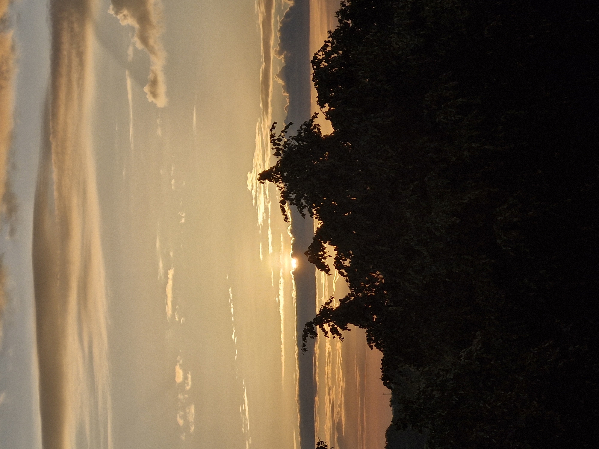 This is a photograph of a sunset over a silhouetted tree line. The sky is filled with clouds, ranging from thin, wispy cirrus clouds to larger, more dramatic cumulus clouds. The sun is visible just above the horizon, casting a warm, golden light across the scene. The foreground is dominated by the dark, leafy silhouettes of trees. The photograph appears to have been taken from a slightly elevated position, looking out over a natural landscape. There is no specific indication of its location within the city of Bremen, Germany, beyond the general description of a natural or semi-natural environment at sunset. There are no people or discernible man-made structures in the immediate foreground or midground that would suggest a specific urban location.