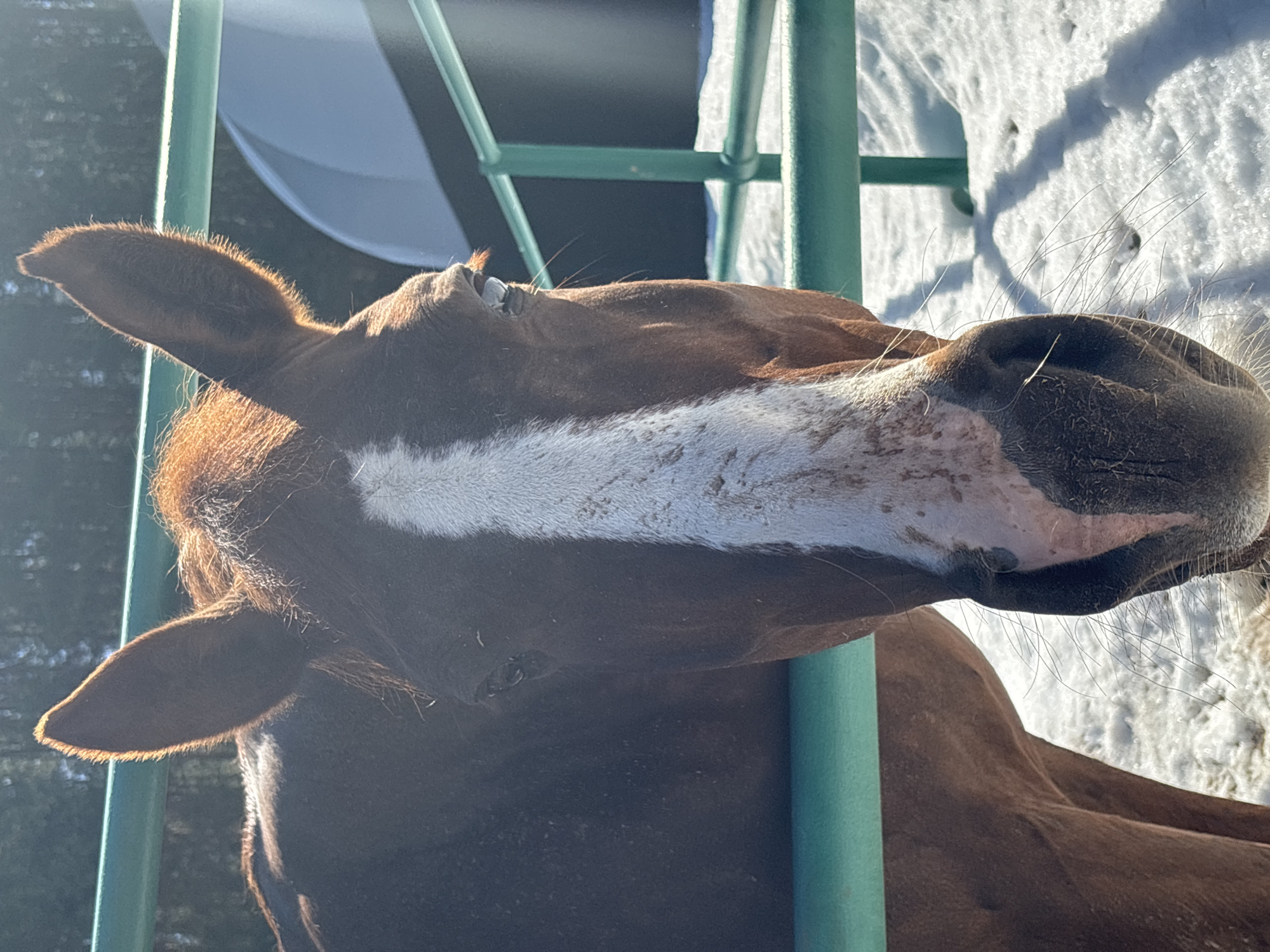 A close-up photograph depicts the head and neck of a chestnut horse with a broad white blaze down its face, framed by green metal poles. The horse is positioned near a snow-covered area, possibly within a paddock or enclosure. The horse's expression is relaxed and curious, and the lighting suggests a sunny day. The location of Русский Вожой, Russia is not discernible from the image content.