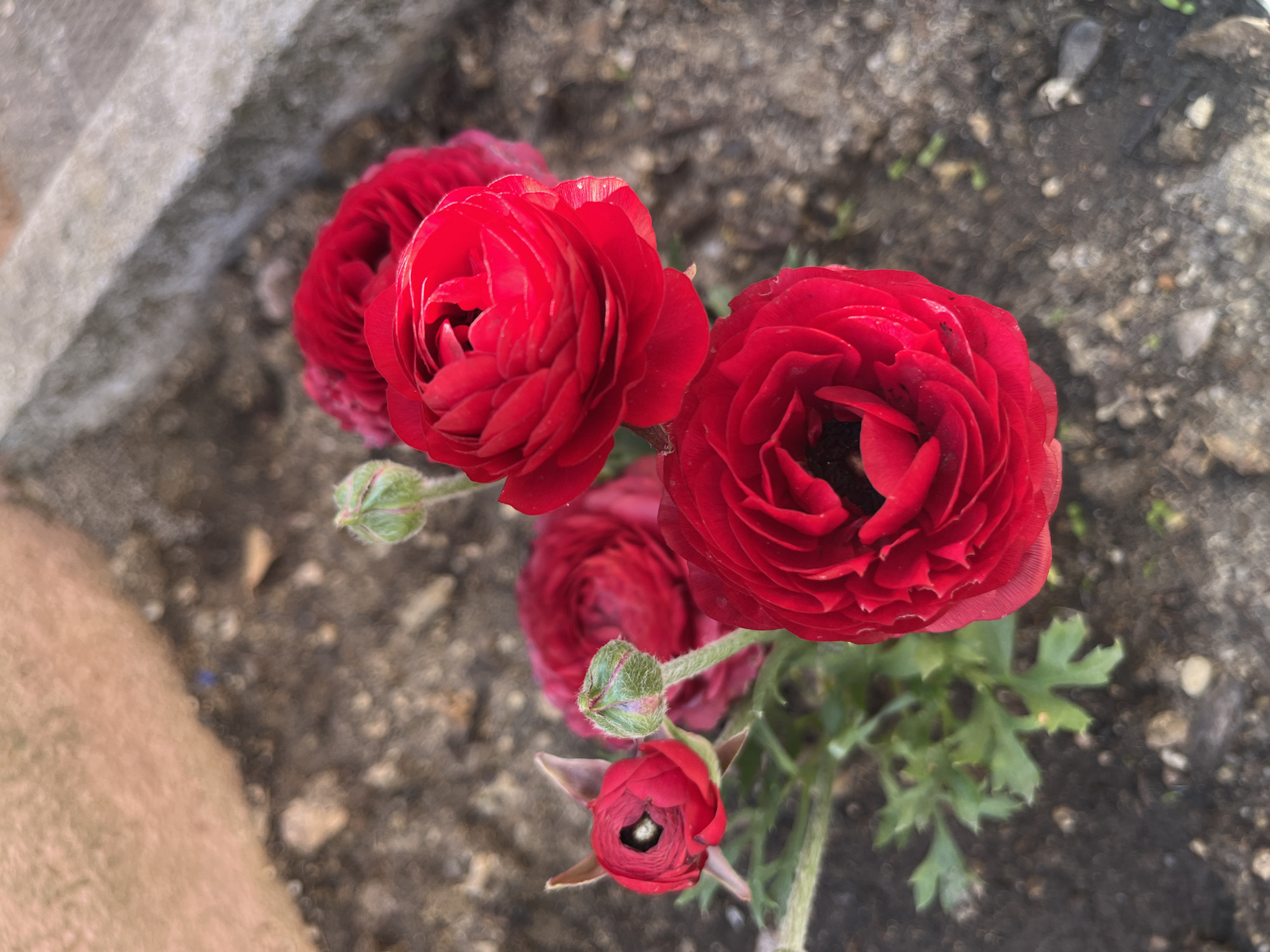 The image shows a close-up view of red Ranunculus flowers planted in a garden bed. The soil appears dark and fertile. The location in Kulata, Bulgaria cannot be confirmed from visual evidence.