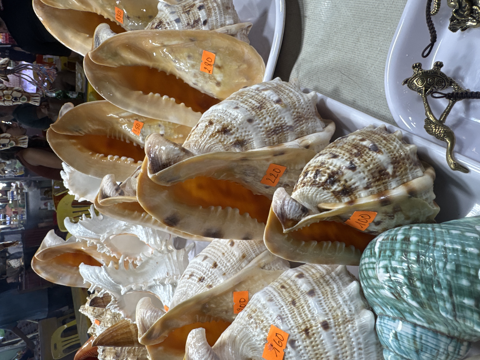 A close-up shot shows a selection of seashells displayed on a white tray, likely for sale. The shells are of varying sizes, colors (ranging from white and beige to brown and green), and textures. Each shell has a small orange tag attached, presumably indicating the price. The tray appears to be part of a larger display, as other items are visible in the background, including additional shelves, objects and people. The setting suggests a souvenir shop or market stall. Based on the image, it is not possible to determine if the shells are on sale in Đà Nẵng, Vietnam.