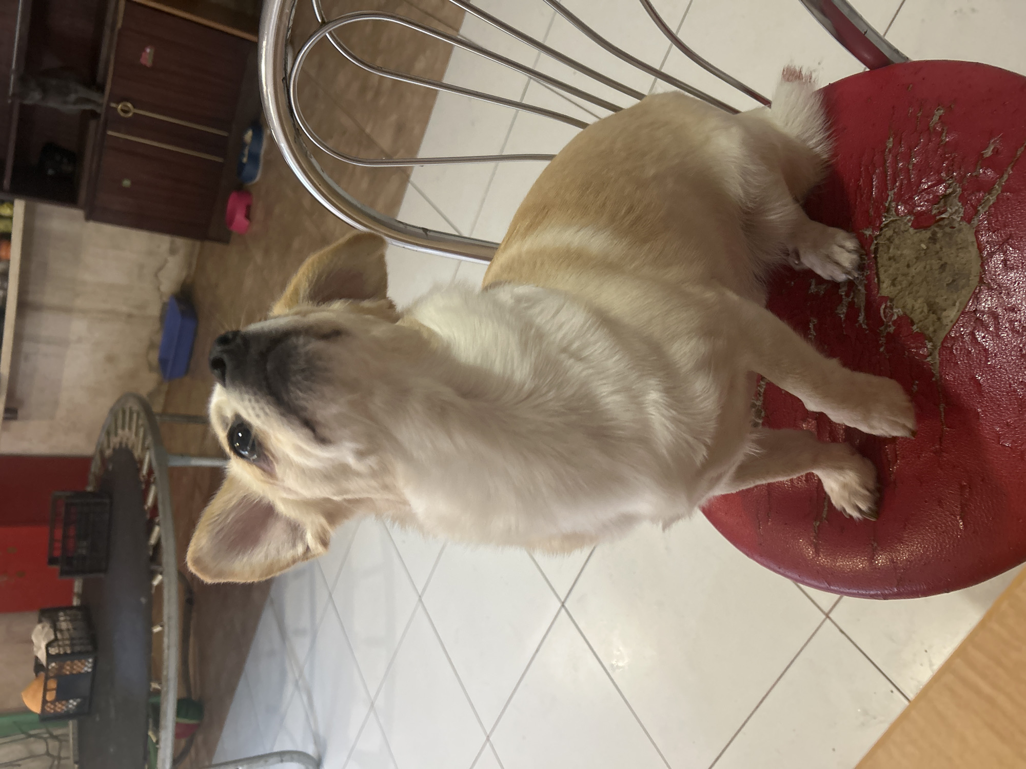 The image depicts an indoor scene in Velykodolynske, Ukraine. A small, tan and white dog, exhibiting features consistent with a Chihuahua mix, is positioned centrally on a red, circular chair with a metal frame. The dog is sitting upright, looking upwards and slightly to the right, with its ears perked. The red faux leather seat cushion of the chair is heavily worn and torn, revealing the underlying material in several patches.
The foreground floor is composed of white square tiles with dark grey grout lines. In the midground to the left, a small, indoor trampoline with a black mat and a silver metal frame is visible. Two dark-colored plastic crates are placed on the trampoline, one containing an orange item and white fabric. The floor beneath the trampoline appears to be a brown wood or laminate material.
In the midground to the right, a dark brown wooden cabinet with two doors and gold-colored handles is present. A grey cat is perched on top of this cabinet, looking towards the right side of the frame. On the brown floor in front of the cabinet, there are two small pet bowls, one pink and one blue. A blue plastic container, consistent with a litter box, is located on the floor further to the left of the cabinet. The walls in the background are light-colored, with some visible discoloration near the base. No human subjects are visible.