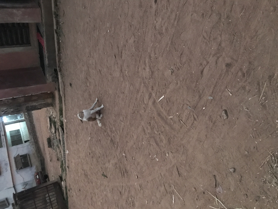 A dog rests on a dirt surface adjacent to a building. The building, with its windows and architectural details, is partially visible to the left. The dirt area covers the majority of the frame, displaying various textures and minor debris. The dog is lying on its side, seemingly relaxed. The composition offers a perspective from slightly above, capturing both the built environment and the natural ground.