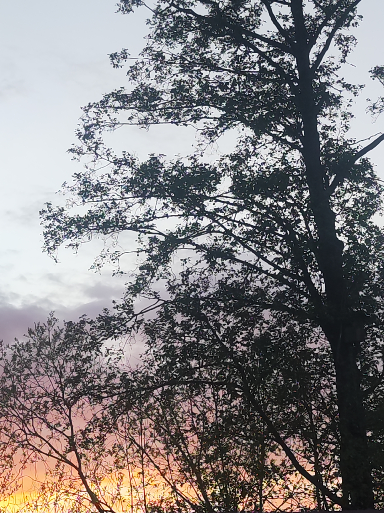 The image depicts trees silhouetted against a sky transitioning from orange at the bottom to pink and gray at the top. The trees are in the foreground, with a taller tree on the right side and smaller trees in the lower left corner. The setting appears to be dusk or dawn. The location in the city of Chaikovsky, Russia, cannot be verified from the image.