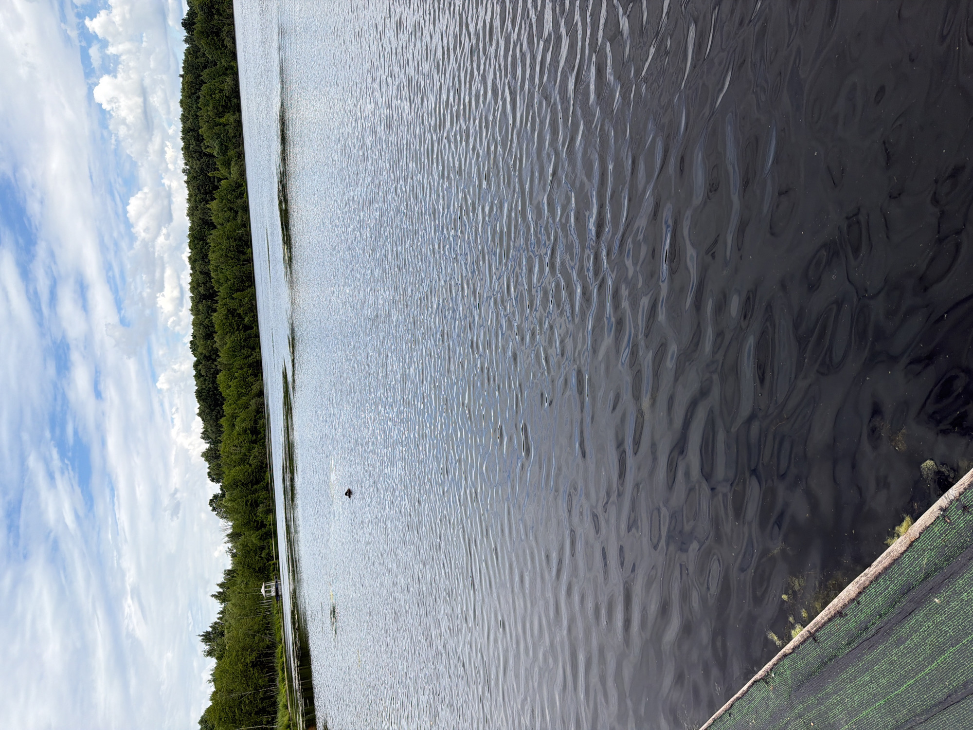 This image shows a body of water with a tree line in the background. A small white structure, possibly a gazebo, is visible amongst the trees on the left side of the frame. There is a single dark bird swimming in the water. The foreground shows a portion of a wooden structure with a green, textured surface, likely a dock or pier. The sky above is partly cloudy with a mix of blue sky and white clouds. The location is identified as Novy Gorodok, Russia.