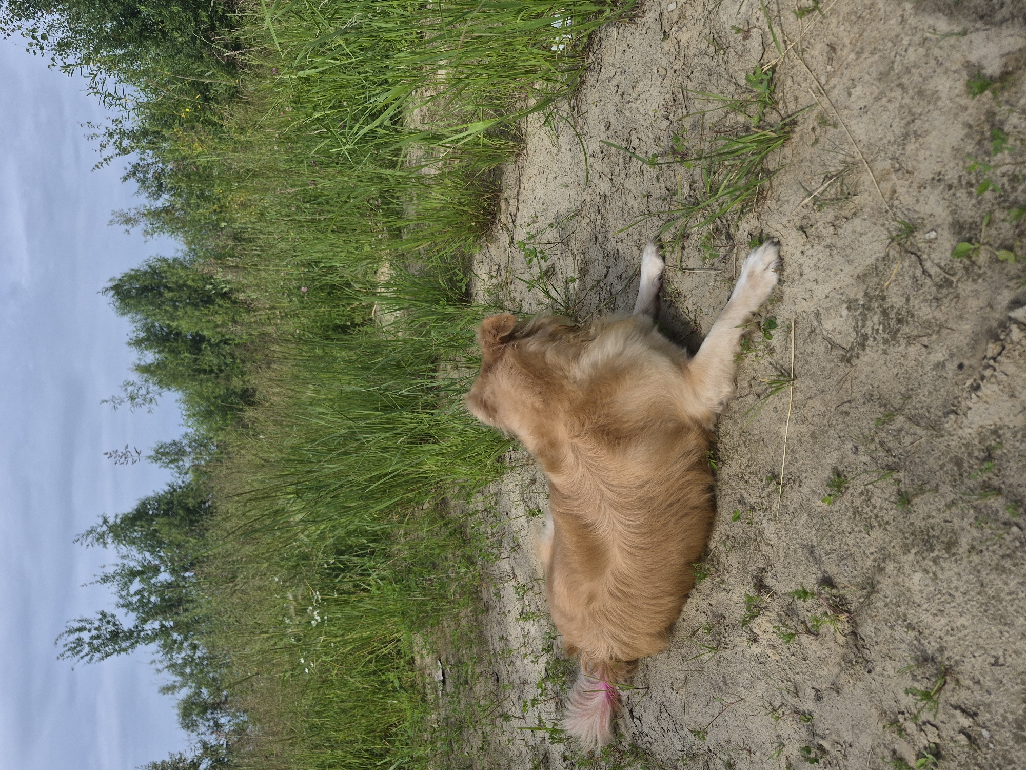 A golden-furred dog with its hindquarters and tail visible lies on a sandy, dusty surface. Its tail has a pink-dyed tip. The dog is facing away from the camera, towards a dense area of green grass and trees. The sky above is overcast with grey clouds. The setting appears to be an outdoor area, possibly on the outskirts of a city.