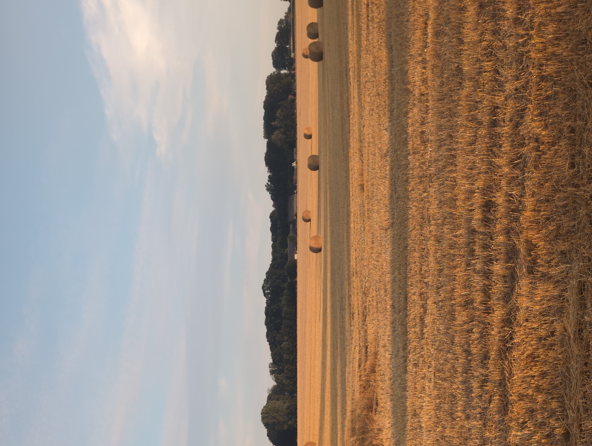 The image depicts a rural scene in Alvimare, France, characterized by a harvested wheat field under a clear sky with sparse clouds. Numerous round bales of hay are scattered across the golden stubble of the field. In the background, a dense line of dark green trees forms a natural border, beyond which a few buildings, possibly farm structures, are faintly visible. The sunlight, casting long shadows, suggests it is either early morning or late afternoon. There are no people or animals present in the frame, and no discernible actions or interactions are taking place. The environment is serene and agrarian.