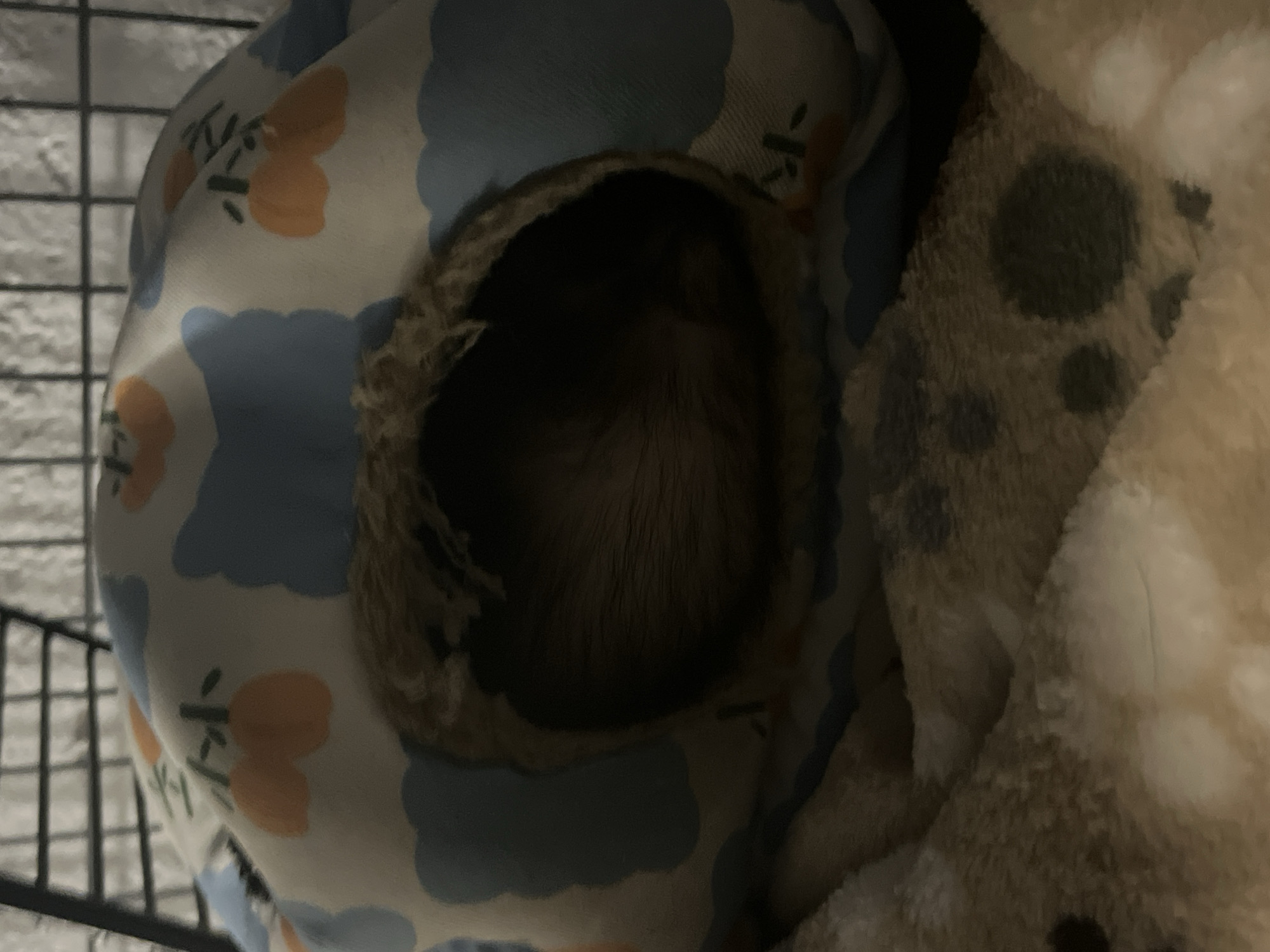 An overhead shot shows a small, furry animal, likely a rodent, curled up inside a brown and blue fabric tunnel. The tunnel has a white background with blue cloud shapes and orange flower-like patterns. A wire cage structure is visible on the left side. A fuzzy, light-colored material with darker spots is on the right side of the frame. There are no discernible elements indicating the location of San Bernardino Tlaxcalancingo, Mexico.