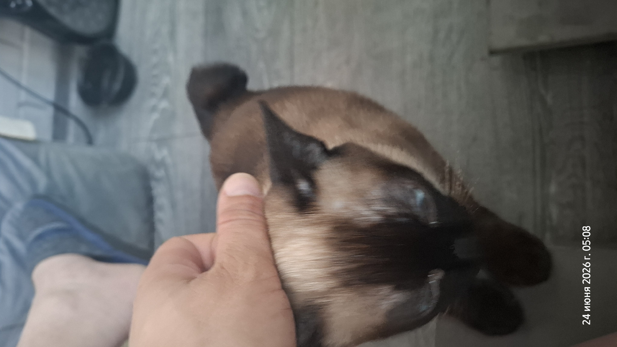An overhead medium shot shows a person's hand gently petting the head of a Siamese cat. The cat's fur is a dark brown with lighter brown and cream markings on its face and ears. Its eyes are a piercing blue. The cat is lying on a light gray, textured floor, possibly wood or laminate. In the background, out of focus, a person's legs are visible, wearing blue jeans and what appear to be dark blue slippers or shoes. The overall environment appears to be indoors, likely a home. The timestamp at the bottom indicates "June 24, 2026, 05:08". The scene does not contain any elements that would allow for specific identification of its location within the city of Rostov-on-Don, Russia.