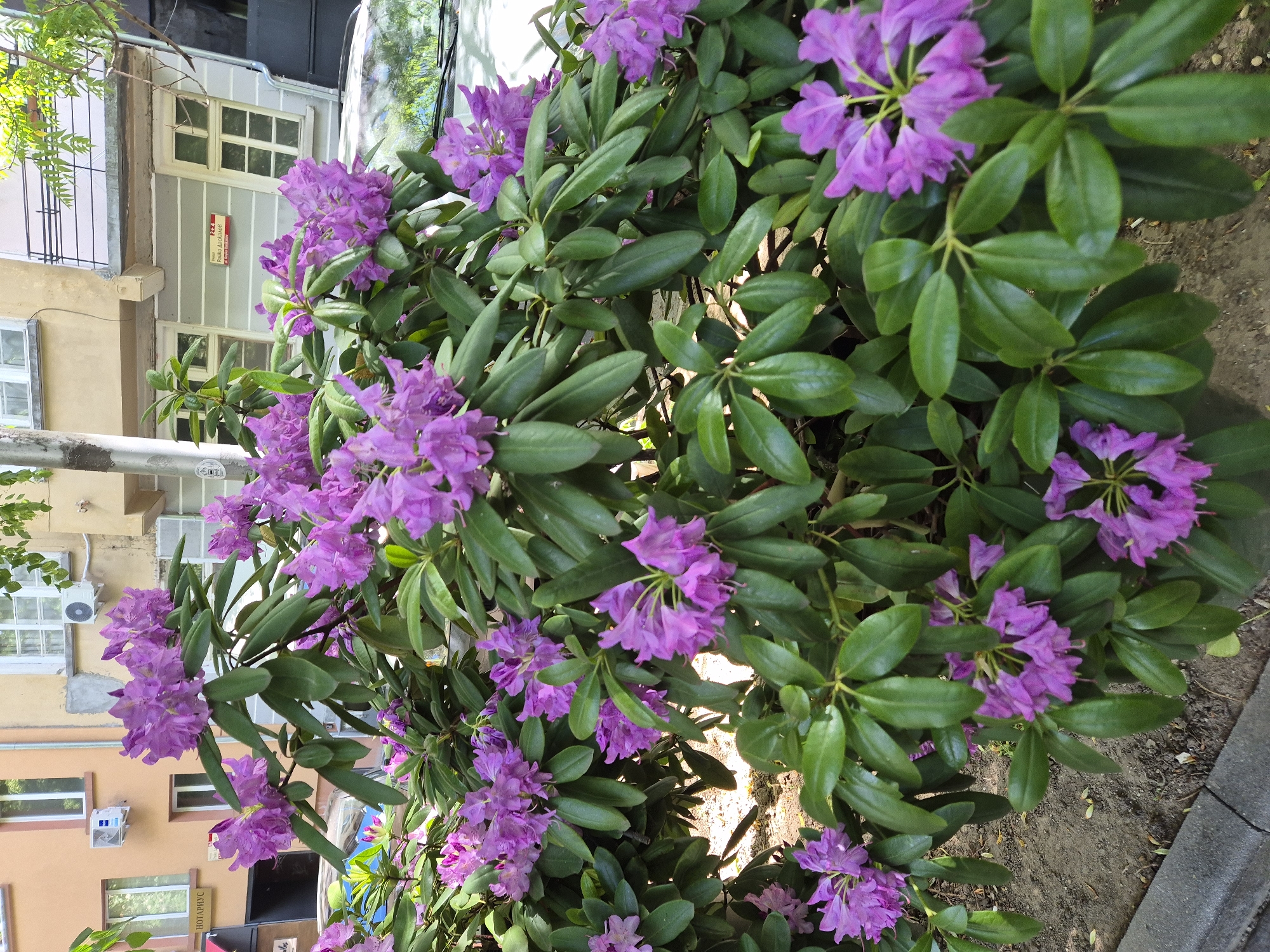 A medium shot depicts a blooming rhododendron bush in a garden setting. The bush is dense with vibrant green leaves and clusters of purple flowers. The flowers are in full bloom, adding a splash of color to the scene. Behind the bush, there's a building with windows and architectural details. To the right of the bush, the edge of a sidewalk or paved area is visible. The scene appears to be in a city of Unknown, Unknown.