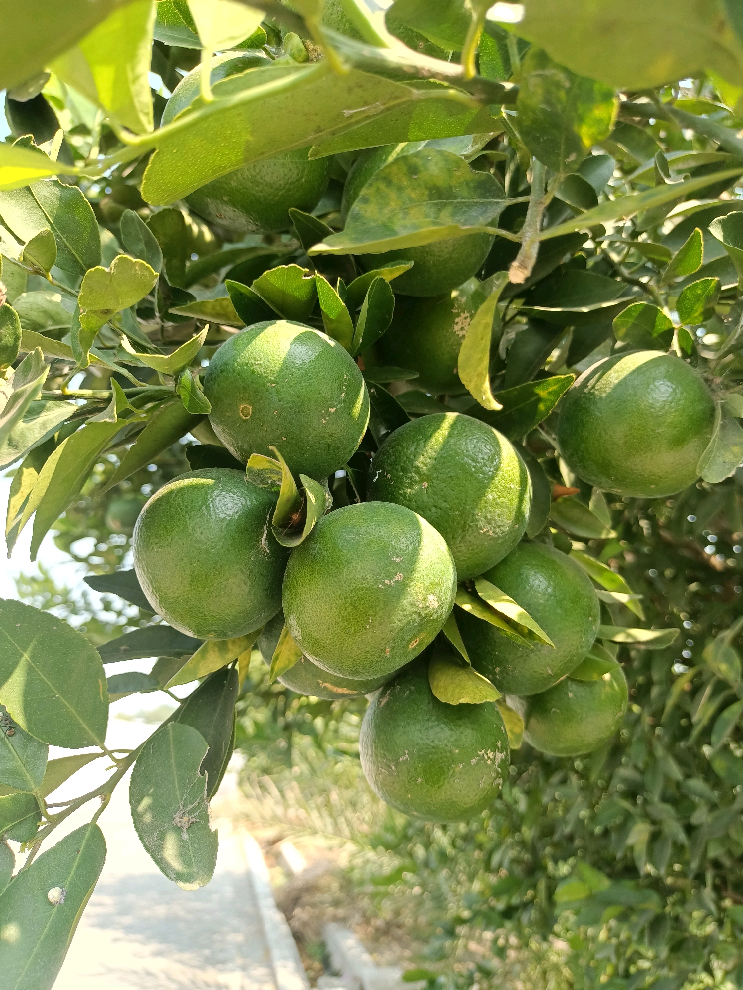 A cluster of green limes hangs from a tree. The limes are round and have a textured skin. Some of the limes are partially obscured by leaves, which are a vibrant green. The background is blurred, but appears to be a natural outdoor setting with sunlight filtering through the foliage. There is no evidence to suggest this photo was taken in Pare, Indonesia, or any city.