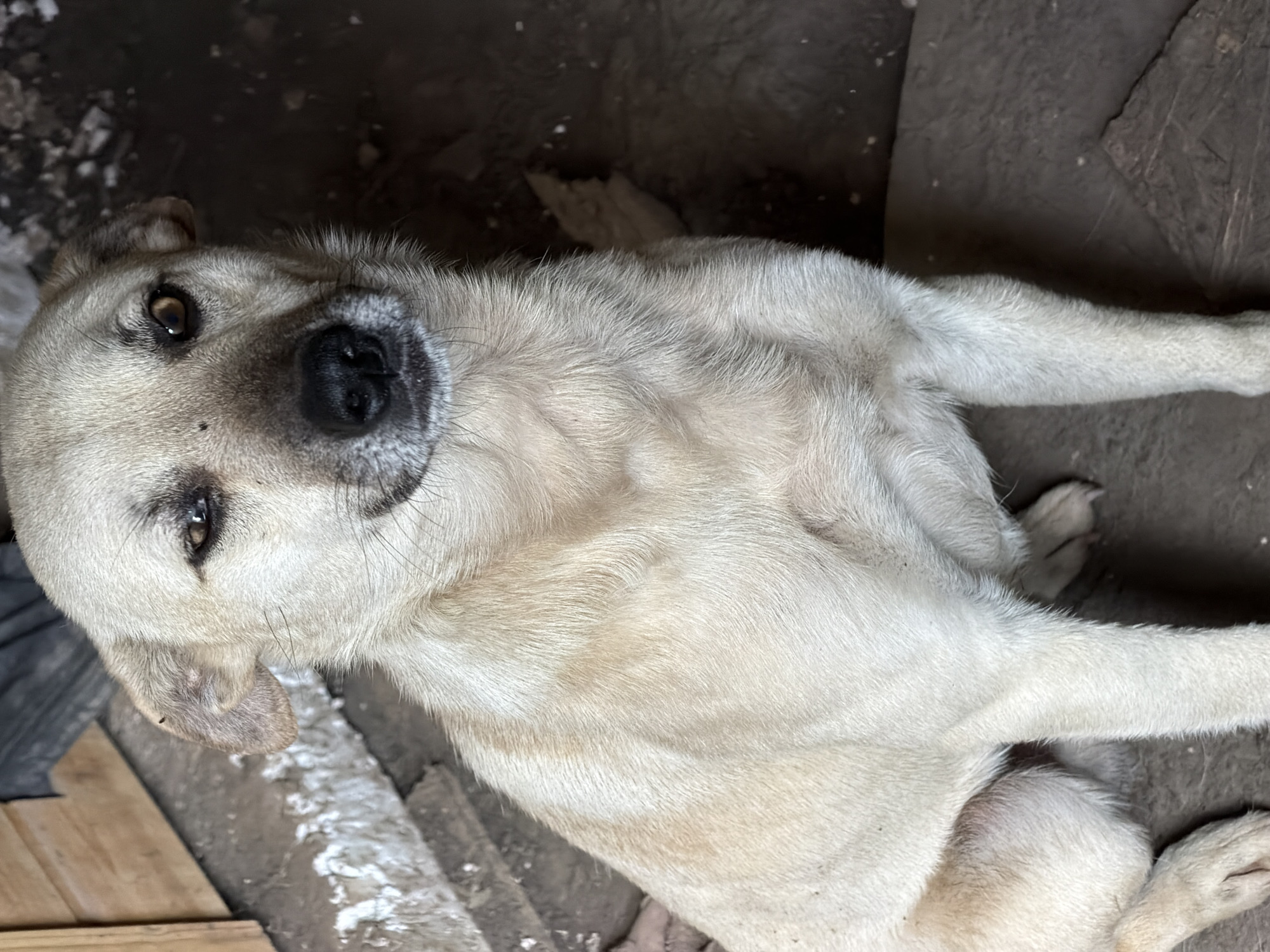The media file shows a medium-sized, light-colored dog lying on a dirt floor, possibly outdoors or in a shed. The dog is looking up towards the camera with its head slightly tilted. Its fur appears to be a light tan or cream color, with some darker markings around its muzzle and ears. The dog's eyes are brown, and it has a dark nose and mouth.
The background is out of focus but appears to be rough and uneven, with some debris and loose dirt visible. There are also some wooden planks or structures in the background, suggesting an outdoor or utilitarian setting. The lighting is dim, indicating it might be overcast, indoors, or late in the day. No people are visible in the image. The dog's posture and gaze suggest a relaxed or perhaps curious demeanor. No text is visible in the image. The location context is Leningradskaya, Russia.