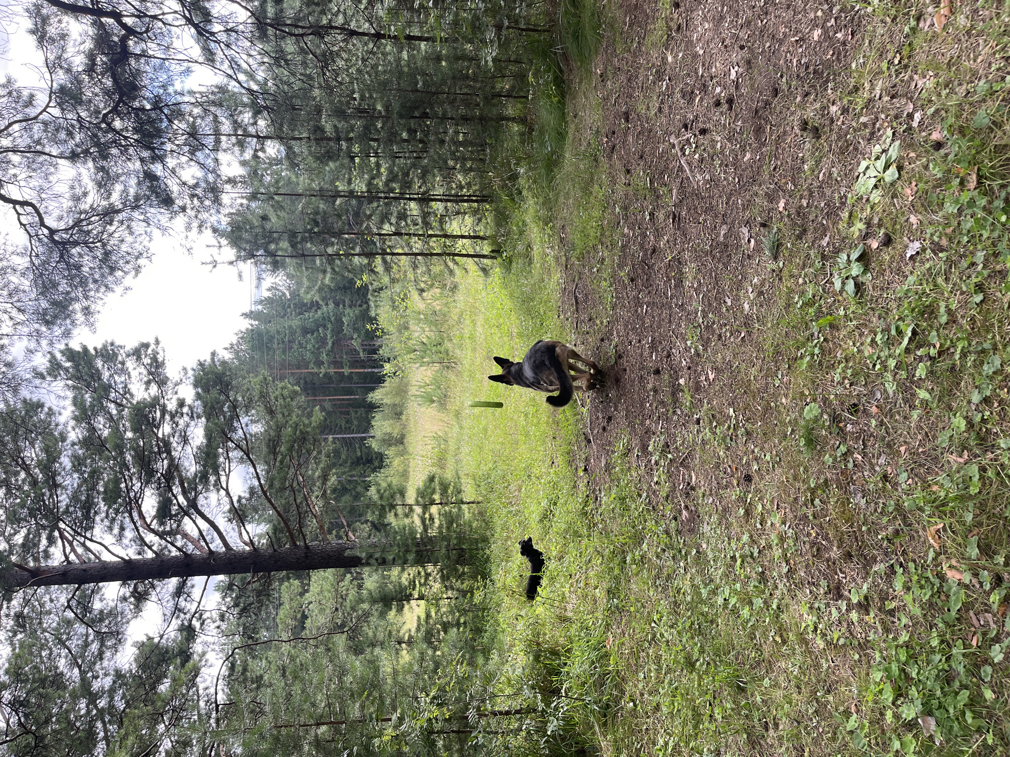 The image depicts a natural outdoor scene in a forest, likely within or on the outskirts of Nizhny Tagil, Russia, characterized by dense coniferous trees and a grassy undergrowth. A path, covered with pine needles and dirt, leads into the forest.
Two dogs are the primary subjects in the frame. In the foreground, a German Shepherd is captured mid-stride, running away from the camera towards the deeper part of the woods. Its body is angled slightly to the right, and its tail is held high. In the middle ground, a smaller black dog is visible to the left, appearing to be running or trotting through the tall grass.
A bright green object, possibly a toy or a piece of equipment, is suspended in the air between the two dogs, suggesting an activity like fetch or play is in progress. The environment is rich with vegetation, including various types of trees, bushes, and ground cover, indicative of a typical forest ecosystem. The sky is overcast, suggesting a diffused natural light. No human presence is discernible in the image.