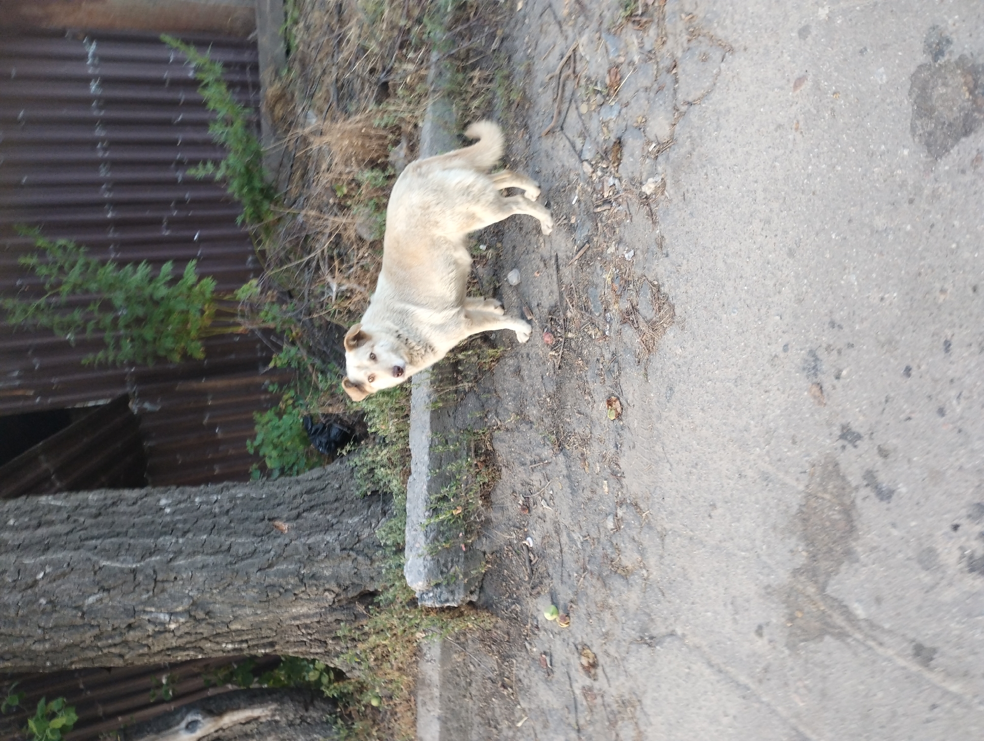 The media file depicts an outdoor scene on a sunny day, likely in Sumy, Ukraine. The central subject is a medium-sized, light-colored dog, possibly a mixed breed, standing on an asphalt path. The dog is facing the camera, with its head slightly tilted, and appears alert. Its fur is a pale cream or tan color, and it has darker markings around its eyes and ears.
The setting includes a rough, gray asphalt surface that shows signs of wear and tear, with scattered debris like dried leaves and small pebbles. To the left of the dog, there is a fallen tree trunk with rough, textured bark, lying horizontally. Behind the tree trunk and to the left of the dog, a corrugated metal fence or wall is visible, painted a dark brown or rust color. Small green bushes and dry, overgrown grass are interspersed throughout the scene, suggesting a somewhat unkempt or natural environment.
The lighting suggests it is daytime, with shadows cast on the ground, indicating the sun is present. The overall mood of the image is neutral, focusing on the dog and its surroundings. There is no visible text in the image.