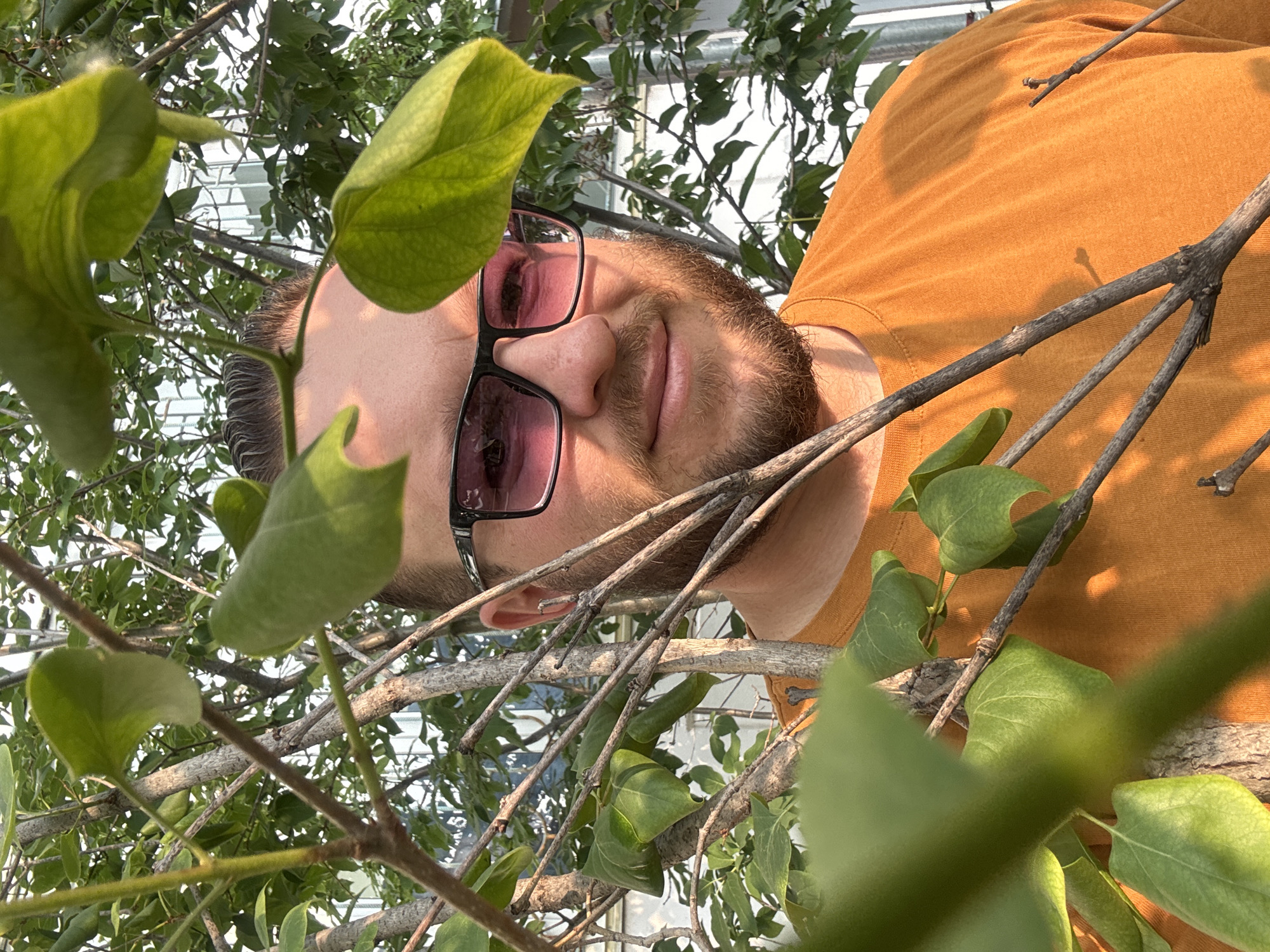 An outdoor, close-up, medium shot captures a Caucasian man with a beard and short hair, wearing pink-tinted sunglasses and an orange t-shirt, partially obscured by the branches and leaves of a tree. The man's face is turned towards the camera, with a slight smile. Behind him, a white building with visible windows can be seen through the foliage, suggesting an urban or suburban environment. The lighting indicates it is daytime, with sunlight filtering through the leaves and casting shadows on the man's shirt. The image appears to be taken in Blagoveshchensk, Russia, given the provided context.