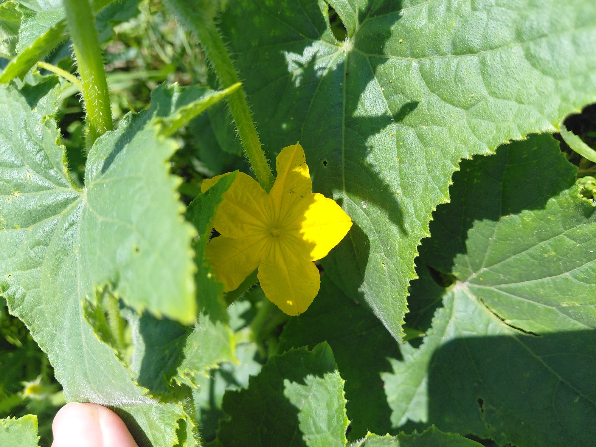 A close-up, eye-level shot captures a vibrant yellow cucumber flower nestled among large, green leaves. The flower, with its six distinct petals radiating from a central pistil, is the primary subject, its bright hue contrasting with the darker green foliage. The leaves, characterized by their serrated edges and prominent veins, create a backdrop with areas of deep shadow and dappled sunlight. A human finger is visible in the upper left corner, gently touching the edge of a leaf, indicating human presence and interaction with the plant. The scene is set in an outdoor environment, likely a garden or a natural setting within Malinovka, Russia, suggested by the lush vegetation and the overall feel of a natural landscape. The lighting suggests it is daytime, with the sun casting distinct shadows on the leaves. The image is detailed, focusing on the textures and colors of the plant life.