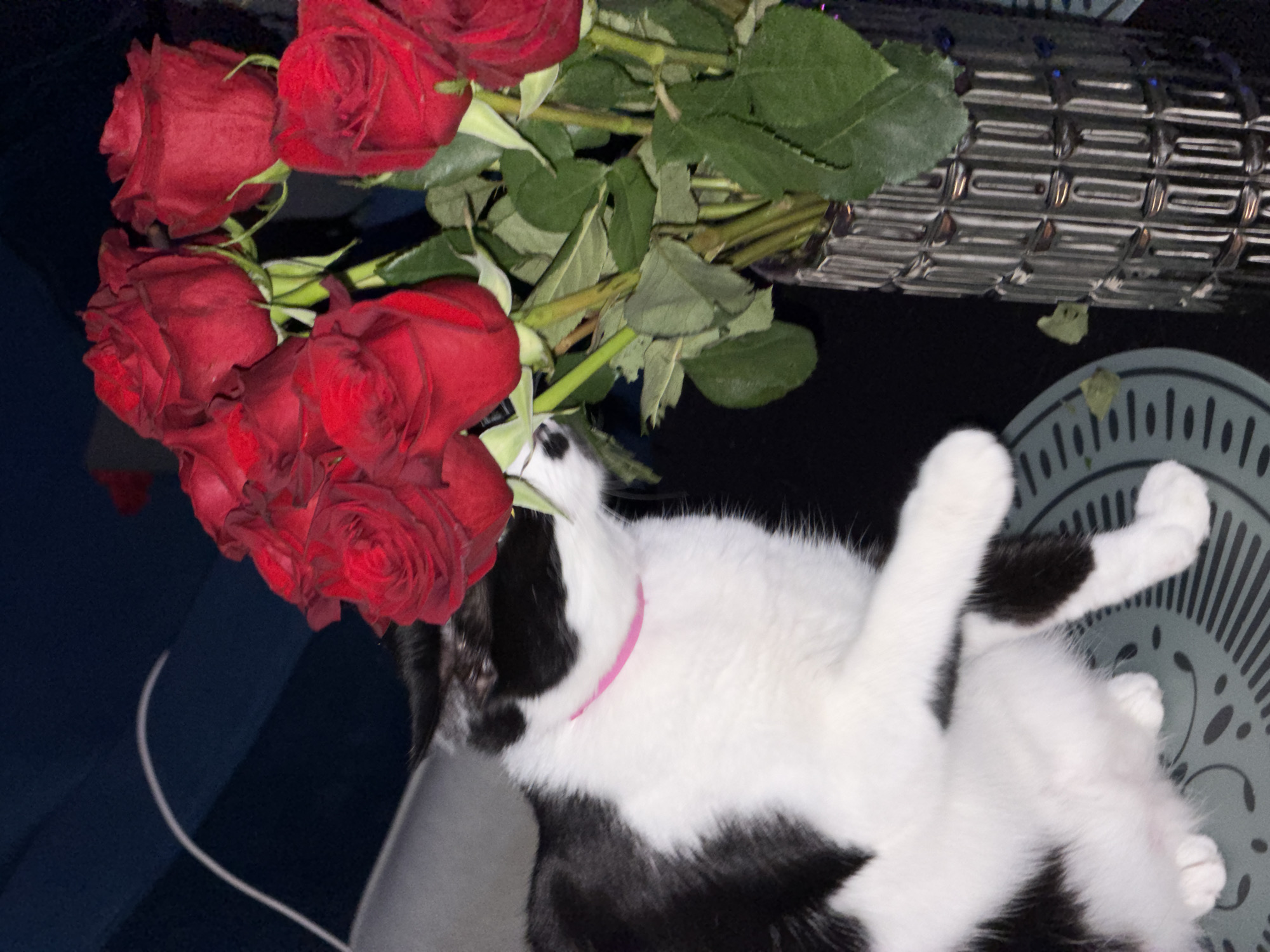 The image depicts a cluster of red roses resting near a black and white cat lying on a patterned surface. The roses are densely packed with visible stems and leaves. The cat, seemingly relaxed, is predominantly white with black patches and has a pink collar. The patterned surface appears to be a tabletop or similar flat surface, featuring a repeating design. In the upper right corner, a metallic or reflective object is partially visible. The location is not identifiable from the image.