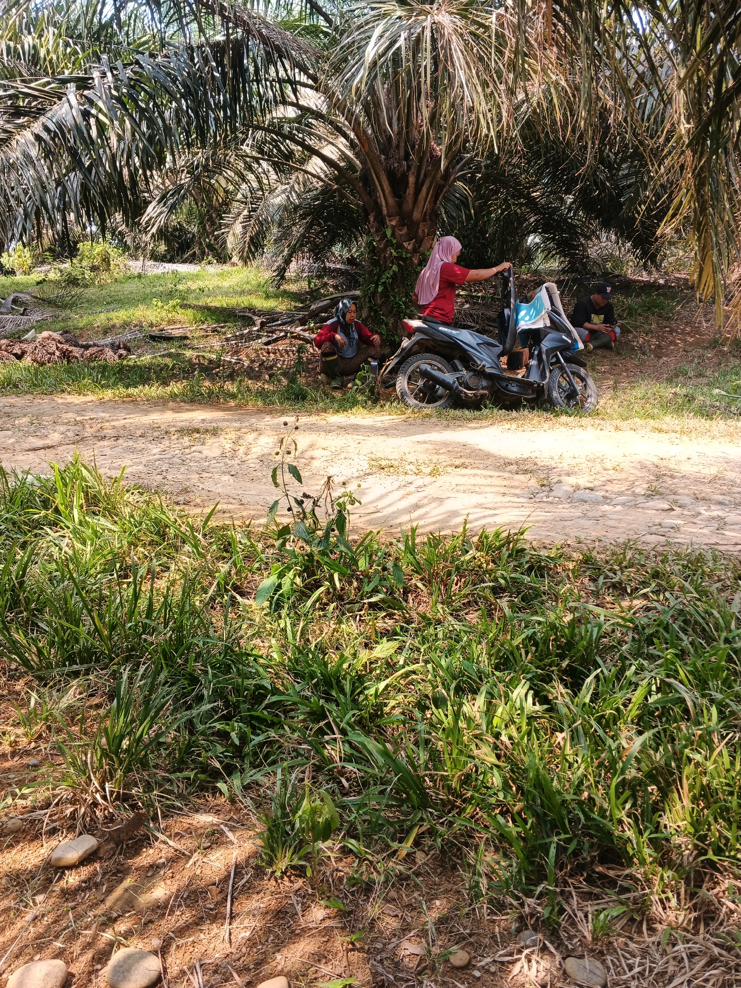 The image depicts a scene in a rural area, likely a palm oil plantation, near Batu Ejung, Indonesia. In the foreground, lush green grass and dry soil with scattered stones are visible. A dirt path runs through the scene, with a motorcycle parked on it. Behind the motorcycle, under the shade of palm trees, several individuals are present. One woman, wearing a pink headscarf and red shirt, is seated on the motorcycle. Another person in a red shirt and dark pants is crouched on the ground to the left. Further to the right, a man wearing a black shirt and a black baseball cap is seated on the ground, looking at his phone. The environment is characterized by the dense foliage of palm trees, suggesting a tropical or subtropical climate. The overall impression is of a pause or rest break during work in an agricultural setting.