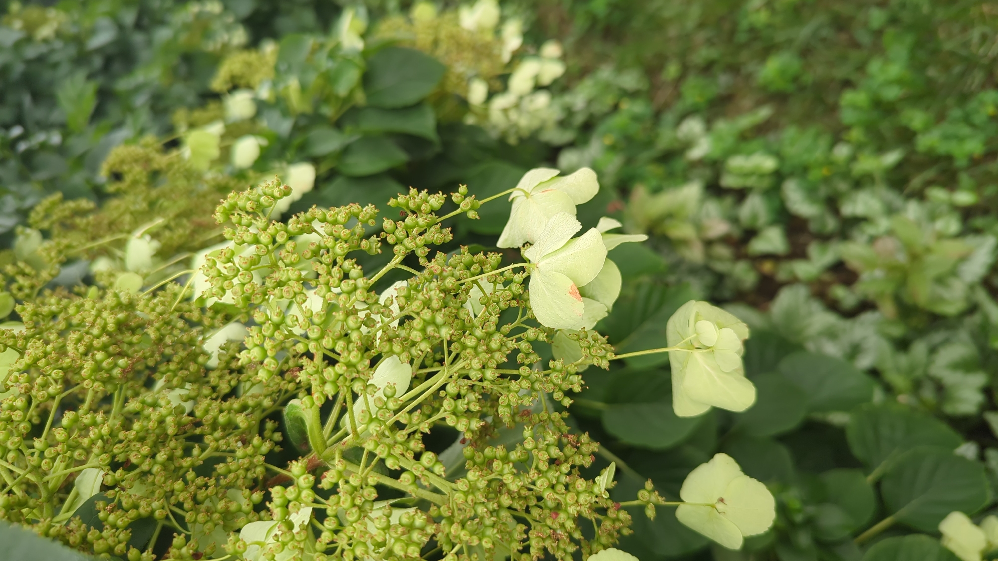 The image shows a close-up, vertical view of pale green hydrangea flowers and buds against a blurred background of green foliage. The flowers are delicate and bell-shaped, with some exhibiting a slight pink blush. Numerous small, green buds are clustered densely on thin stems, forming a frothy, textured mass. The scene is likely a garden or park setting. There are no people visible. The overall impression is one of soft, natural beauty. This image was taken in Montreal, Canada.