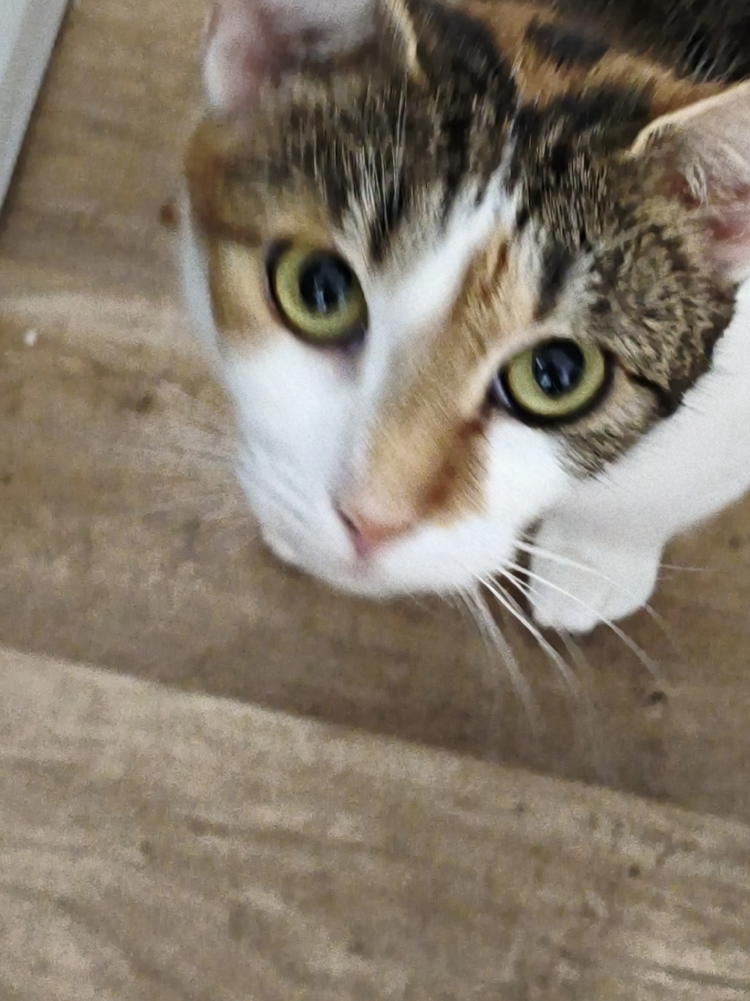 A calico cat with green eyes is looking up at the camera, its face filling most of the frame. The cat has patches of white, brown, and black fur on its head and ears. Its whiskers are long and white. The background appears to be a wooden floor. The image is a close-up shot, and the cat's expression suggests curiosity or perhaps a request. There is no information in the image to suggest a location in Most, Czechia.