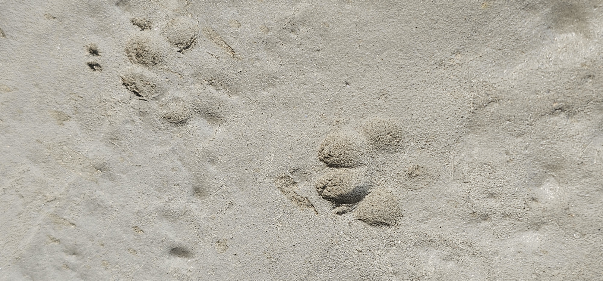 The image shows a close-up view of paw prints pressed into a light gray, sandy surface. The prints are distinct and appear to be from an animal with four toes, each leaving a rounded indentation. Some of the prints are clearer than others, with some appearing as partial impressions or smudged. There are multiple paw prints visible, suggesting movement across the surface. The texture of the surface is granular, with small pebbles or grains of sand visible. The lighting suggests it could be daytime, with shadows indicating the direction of the light source. No people, text, or specific location cues are visible beyond the sandy texture. The scene is natural and devoid of any man-made structures or elements.