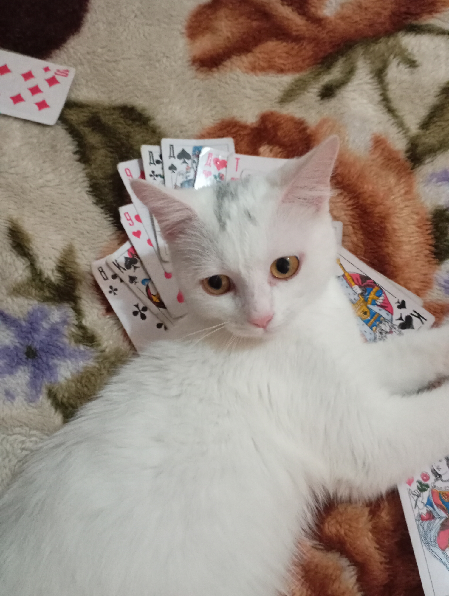 An indoor scene in Kurganinsk, Russia, depicts a white feline animal lying on a patterned blanket. The cat has predominantly white fur with distinct greyish markings on the top of its head, light amber-colored eyes, and a pink nose. It is positioned facing slightly towards the camera. Scattered across the blanket and partially resting on the cat's body are multiple playing cards. Visible cards include the Ten of Diamonds, Ace of Spades, Nine of Hearts, Eight of Clubs, King of Spades, and a Queen of Hearts. The underlying surface is a soft, textured blanket featuring a mottled pattern with shades of beige, brown, olive green, and a section with a purple floral design.