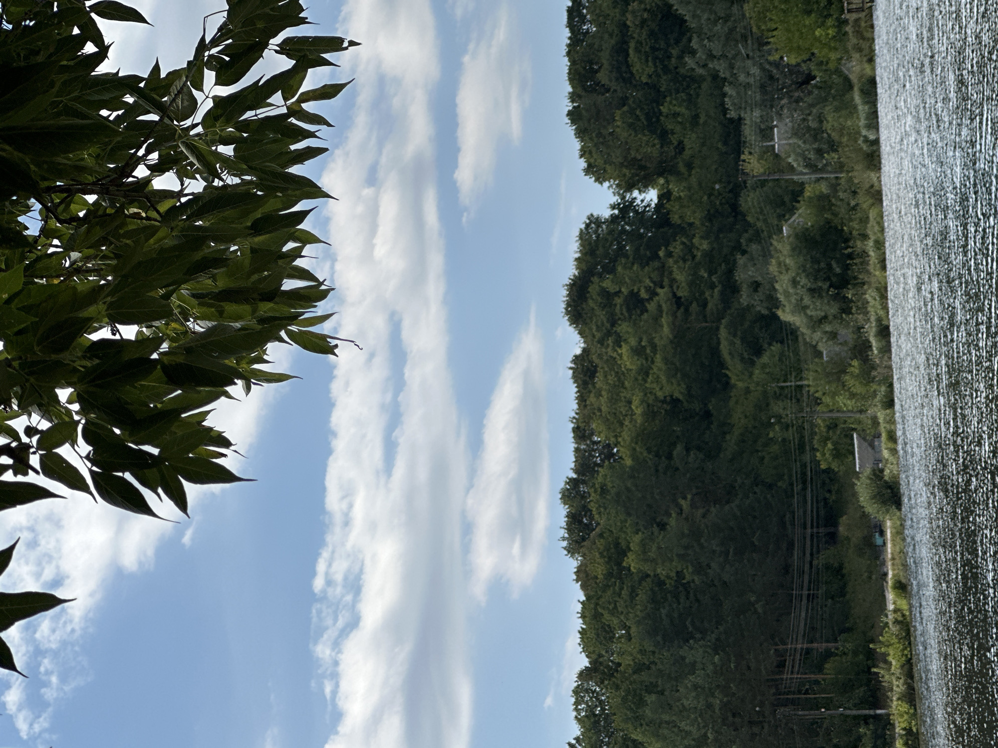 The image shows a body of water in the foreground, with a dense line of trees in the middle ground. The trees are a mix of deciduous and coniferous species, with a variety of green and brown foliage. In the background, the sky is a clear blue with scattered white clouds. The scene appears to be a natural landscape, possibly a park or a nature reserve. There are no people or animals visible in the image. The image is taken from a low angle, looking up at the trees and sky. The lighting is natural, suggesting it was taken during the daytime. The overall impression is one of tranquility and natural beauty.
